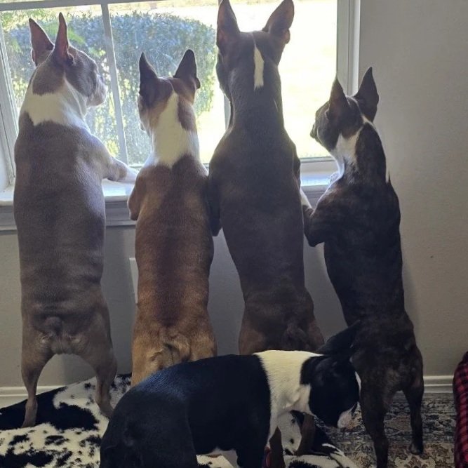 Nine Acre Boston Terriers gathered together looking out the window at home.