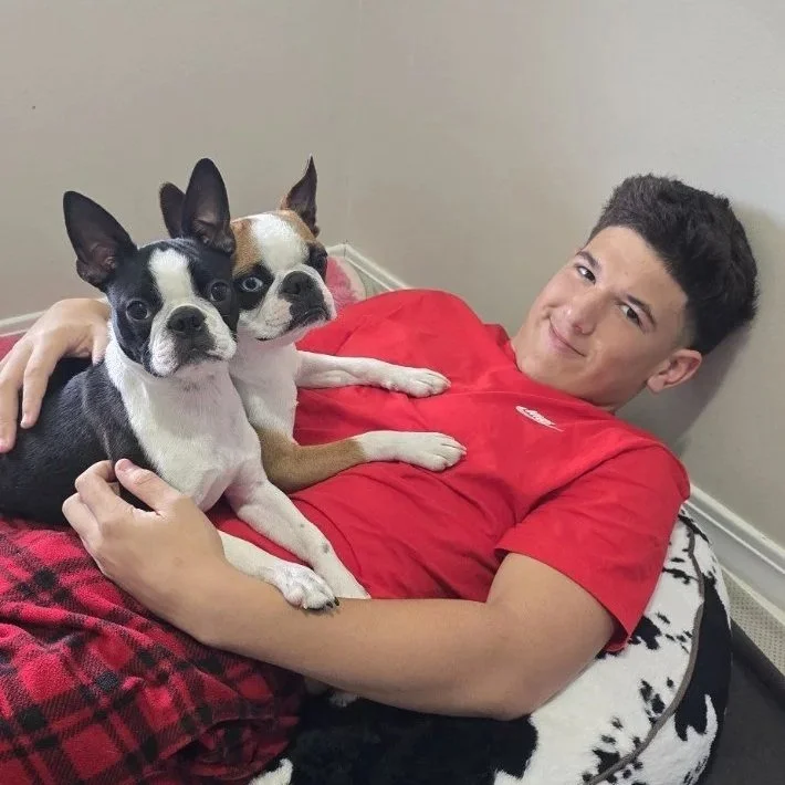 Young man relaxing on the floor with two Boston Terriers sitting on his chest.