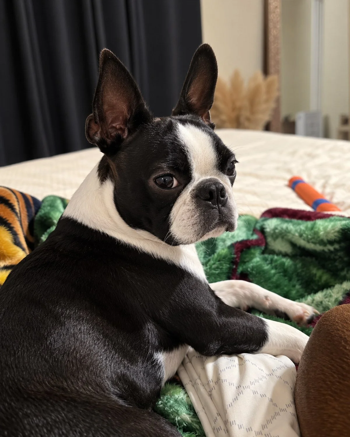Martini Jane, a seal and white Boston Terrier sitting at home near a window.