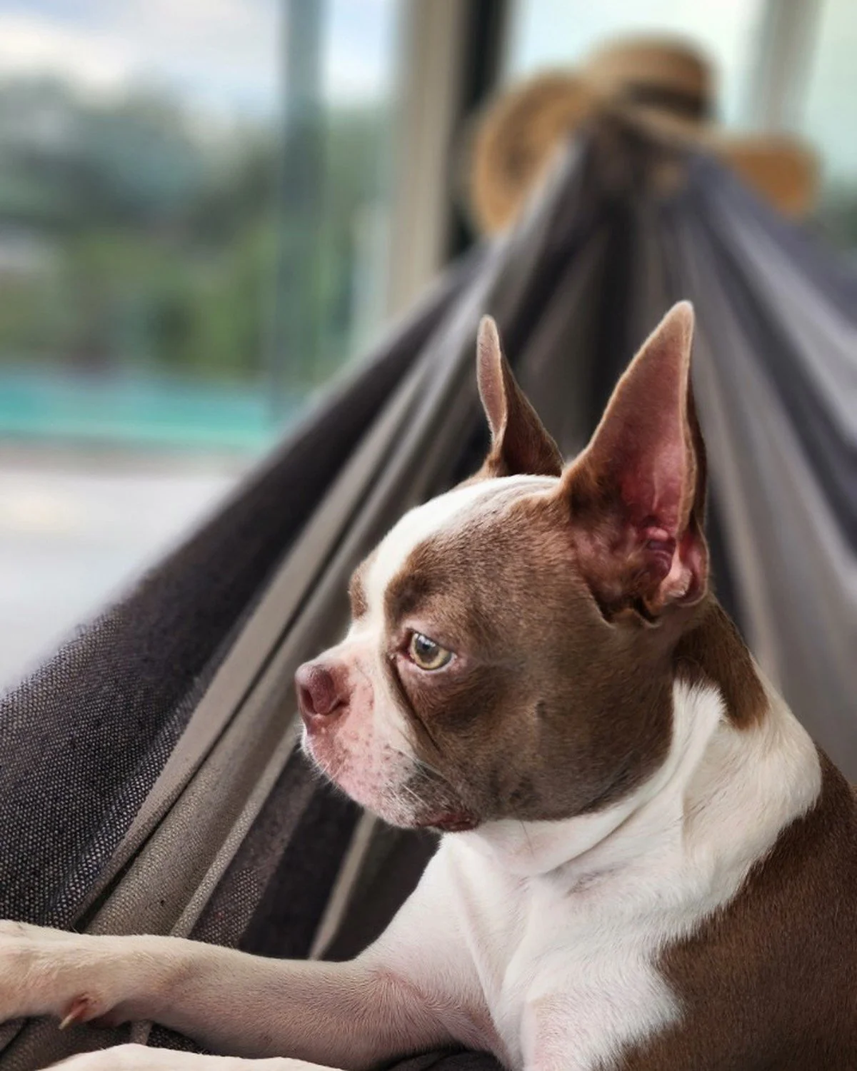 Marley Pearl, a lilac and white Boston Terrier dog laying in a hammock