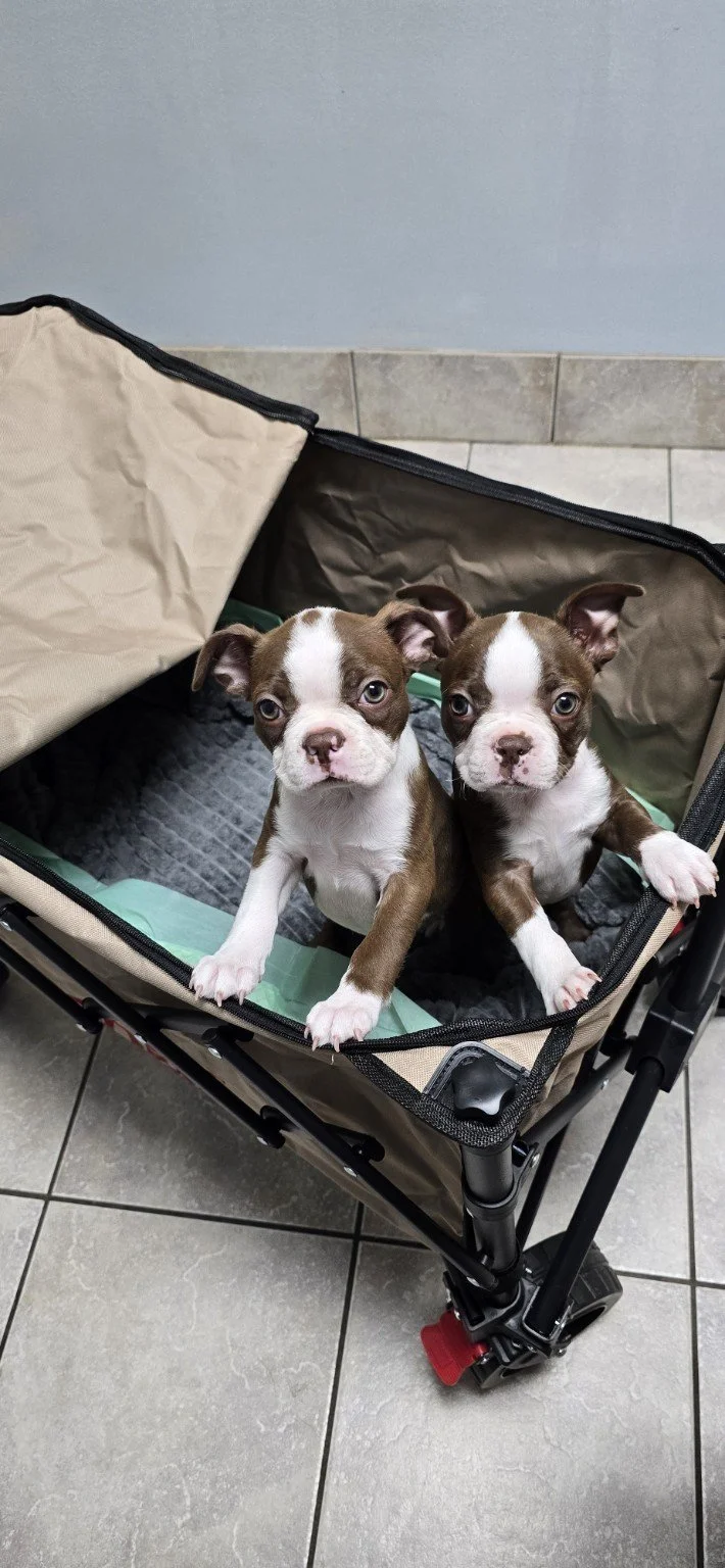 Two Boston Terrier puppies riding together in a stroller.