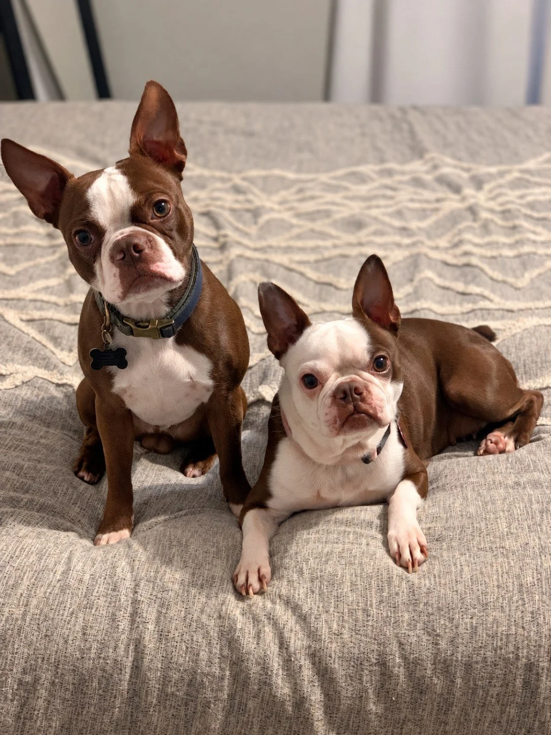 Two Boston Terrier puppies relaxing together on a bed.