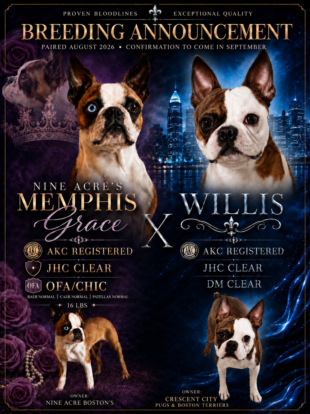 Breeding announcement for Memphis Grace and Willis, a planned Boston Terrier pairing at Nine Acre Boston Terriers.