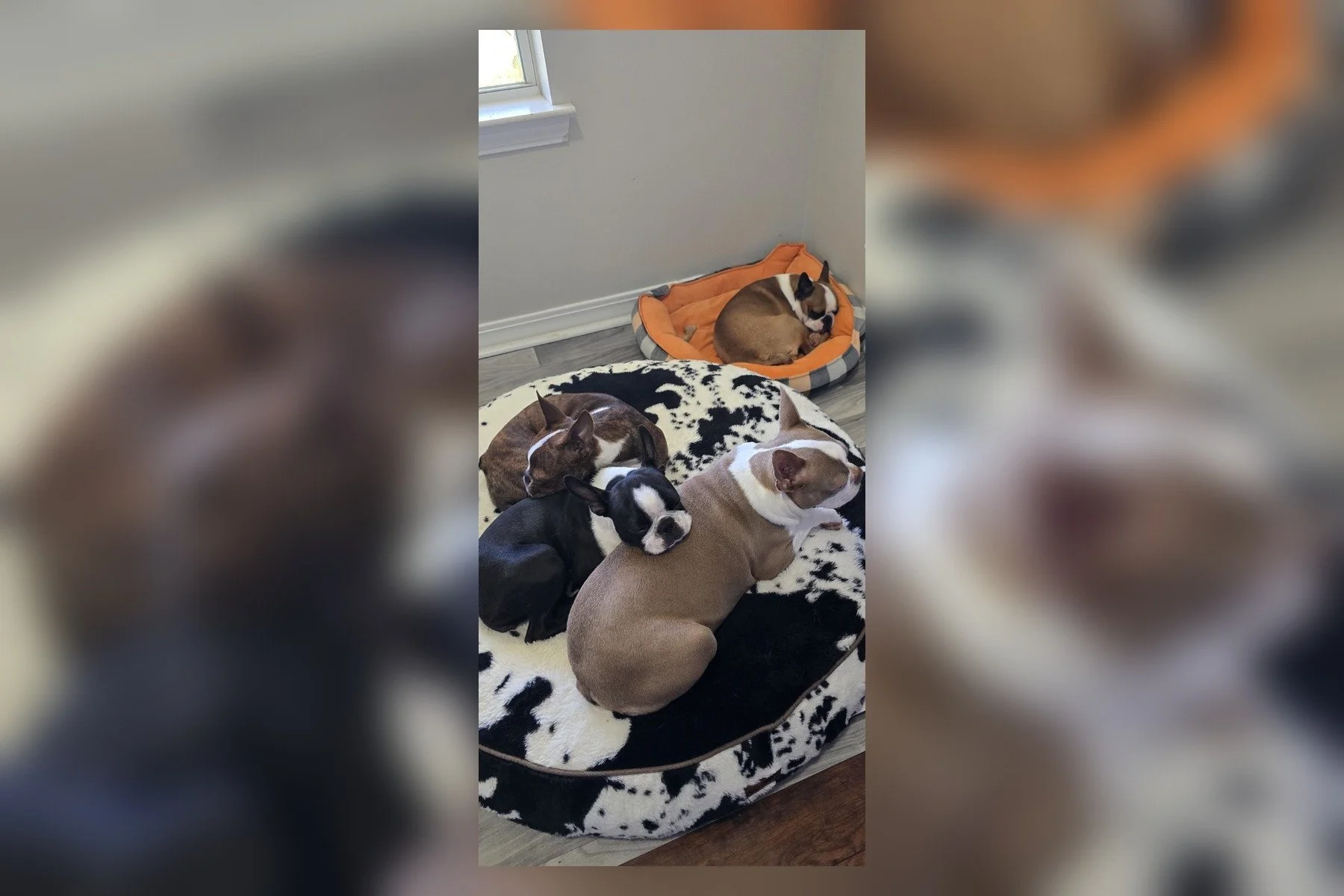 Boston Terriers cuddled together indoors.