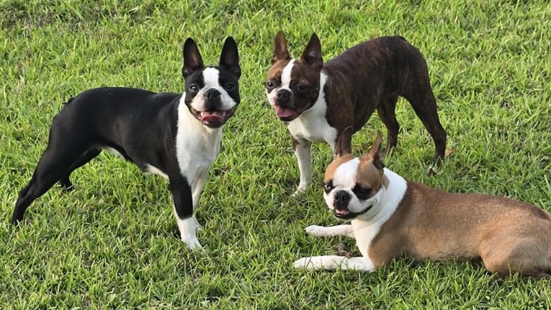 Three Boston Terriers playing together outside in the grass.