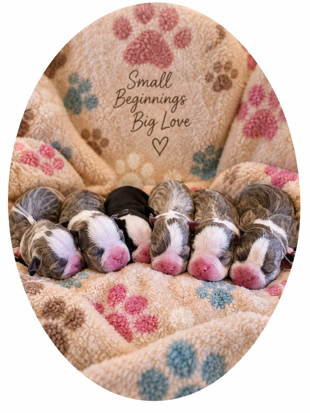 Six newborn Boston Terrier puppies sleeping together on a pink floral blanket.