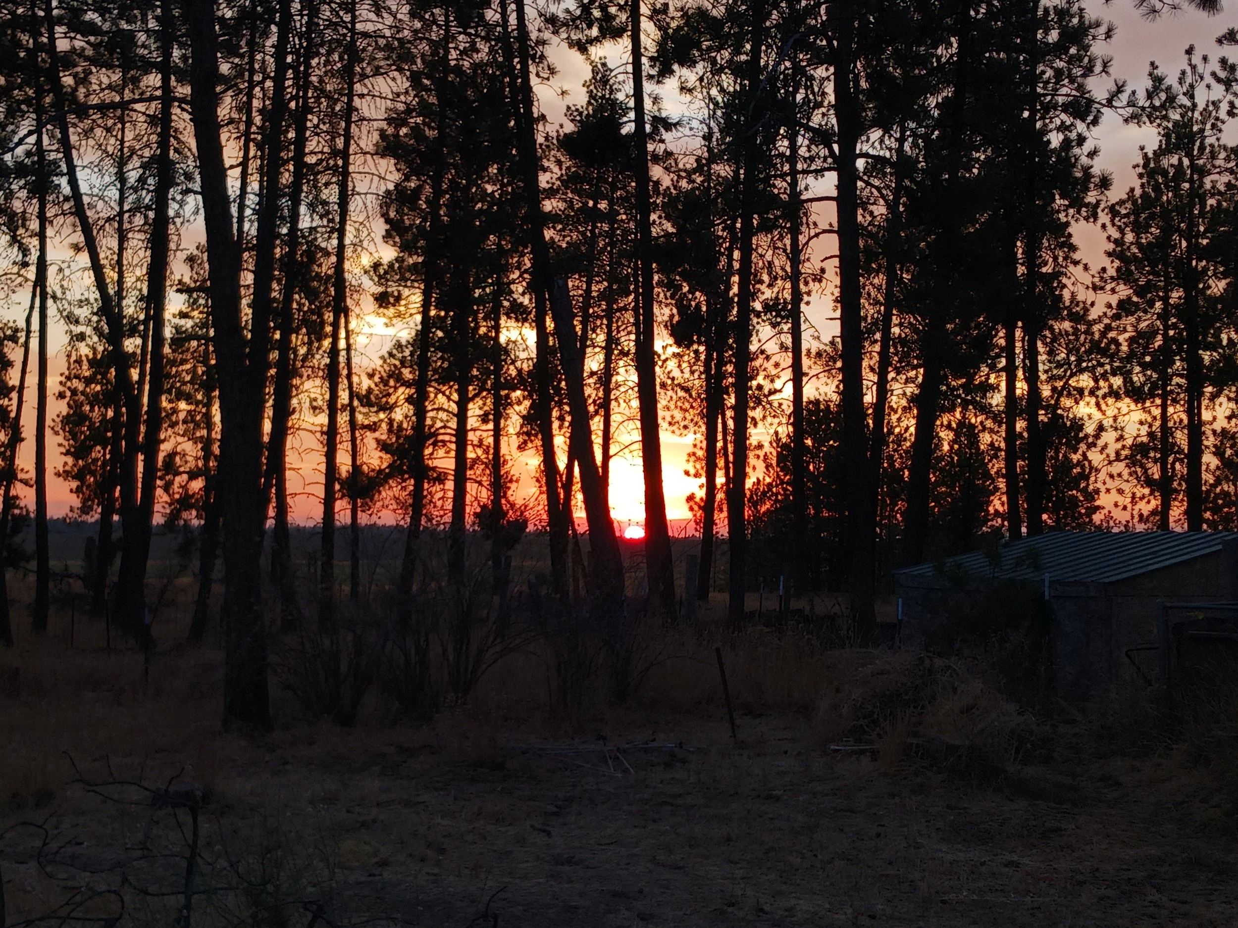 Sunset at Palouse Pines Homestead