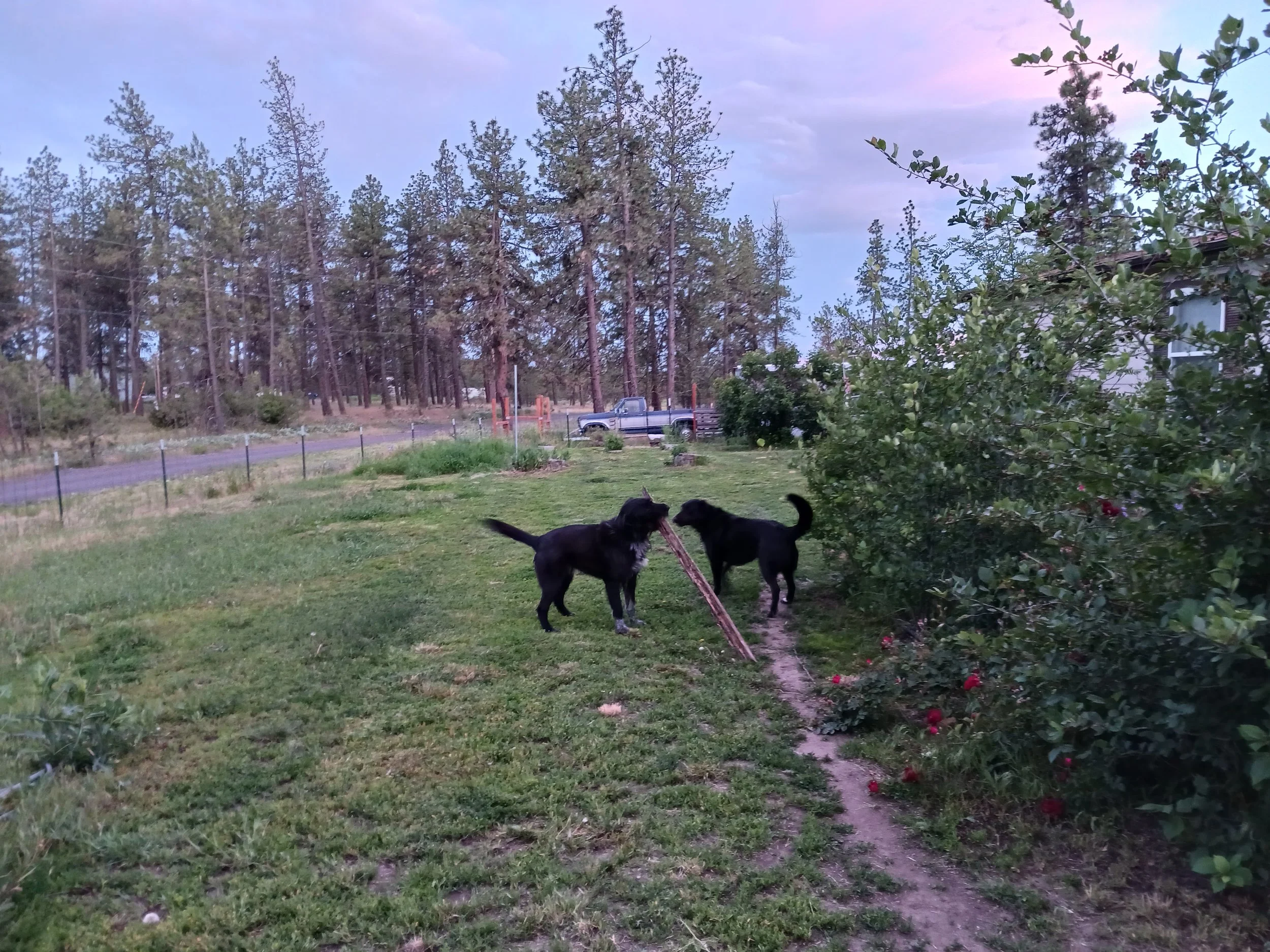 Timmy and Tessa, the dogs, at sunrise