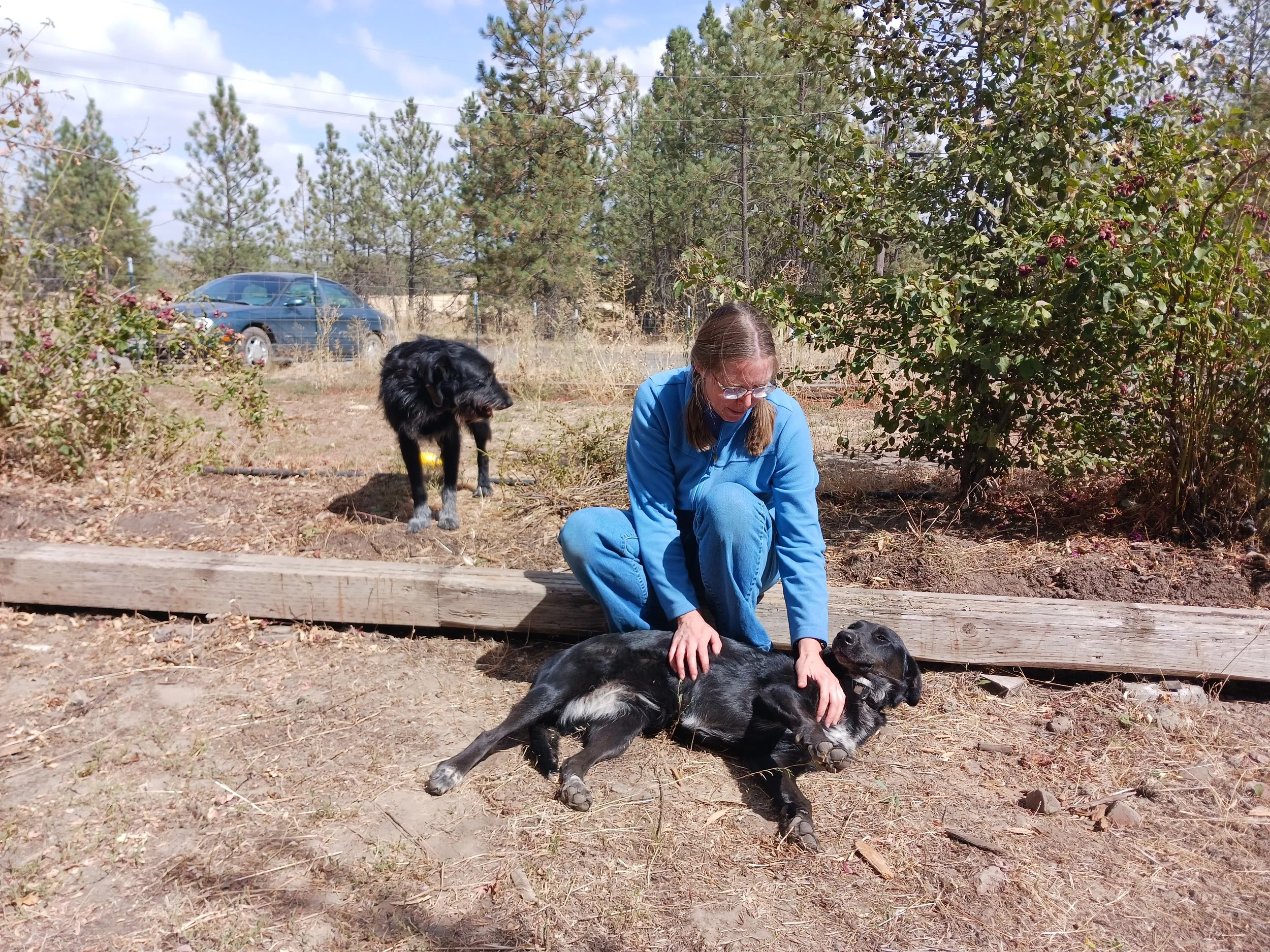 Timmy and Tessa, the dogs