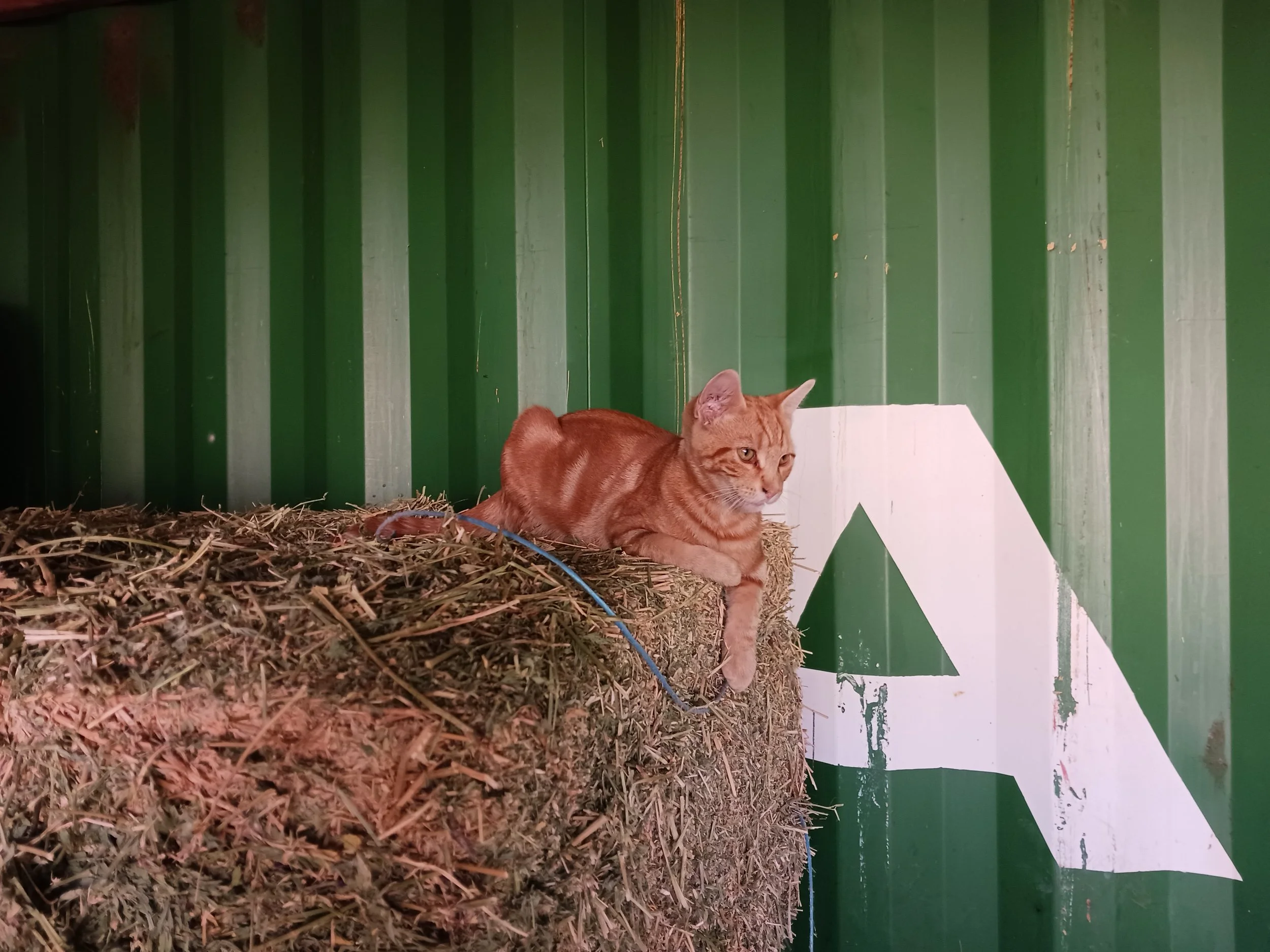 Howdy, the kitten