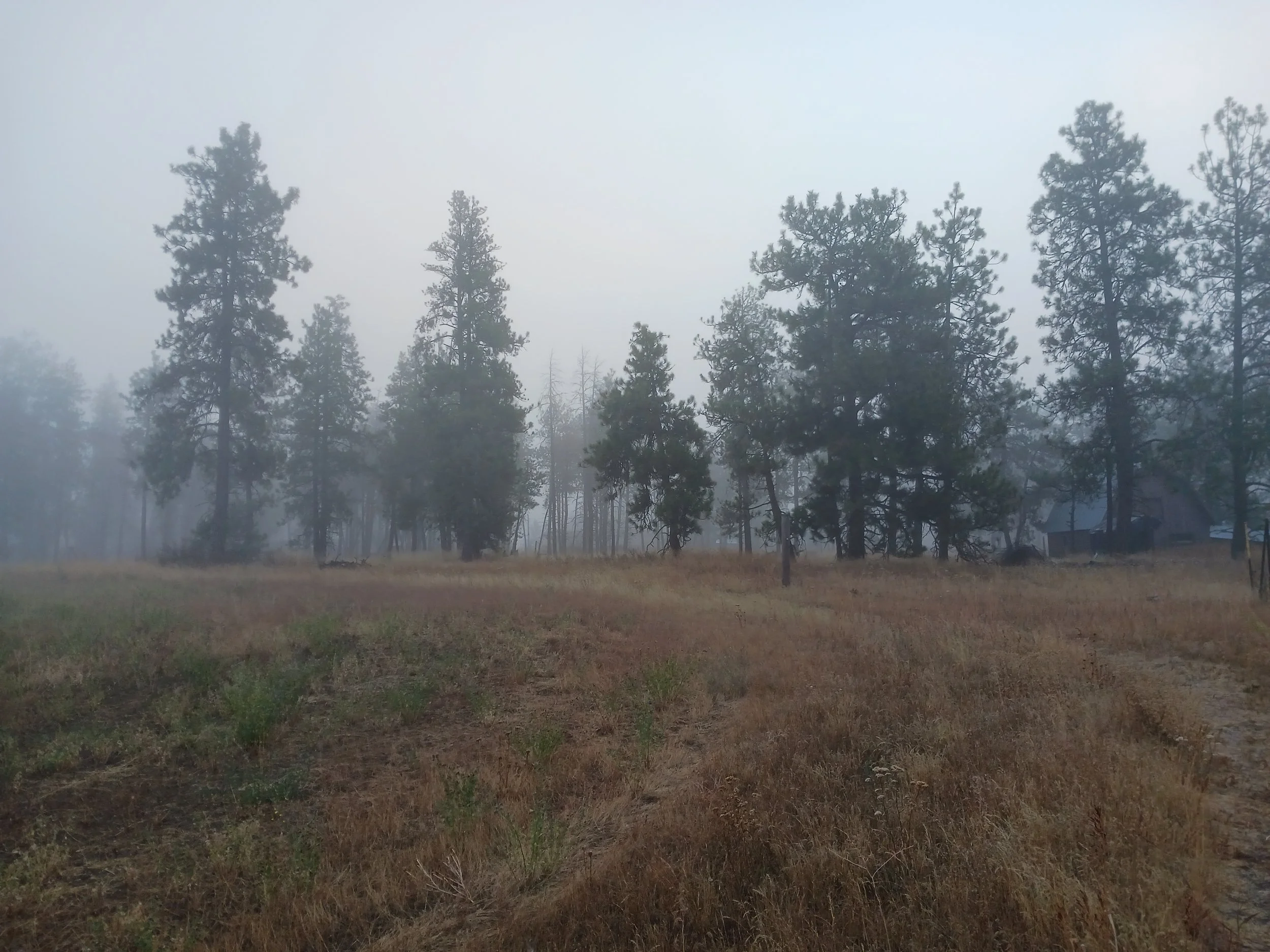 A foggy morning at Palouse Pines Homestead