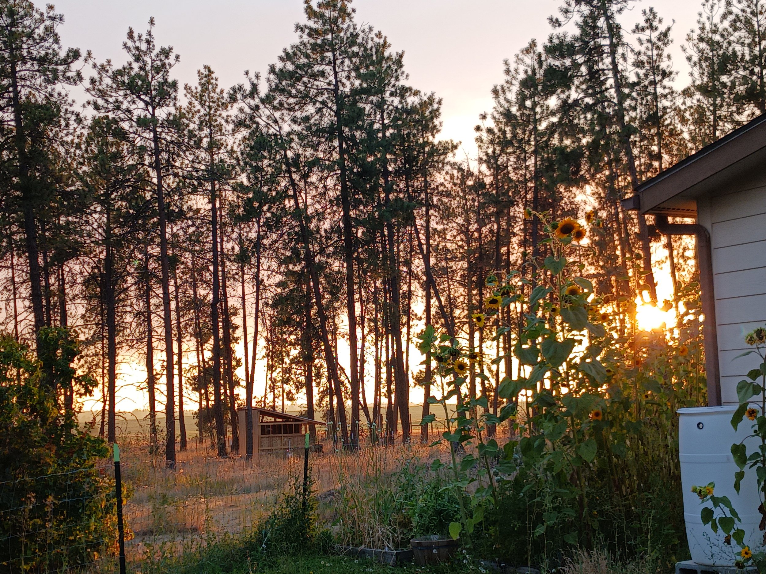 Sunset at Palouse Pines Homestead