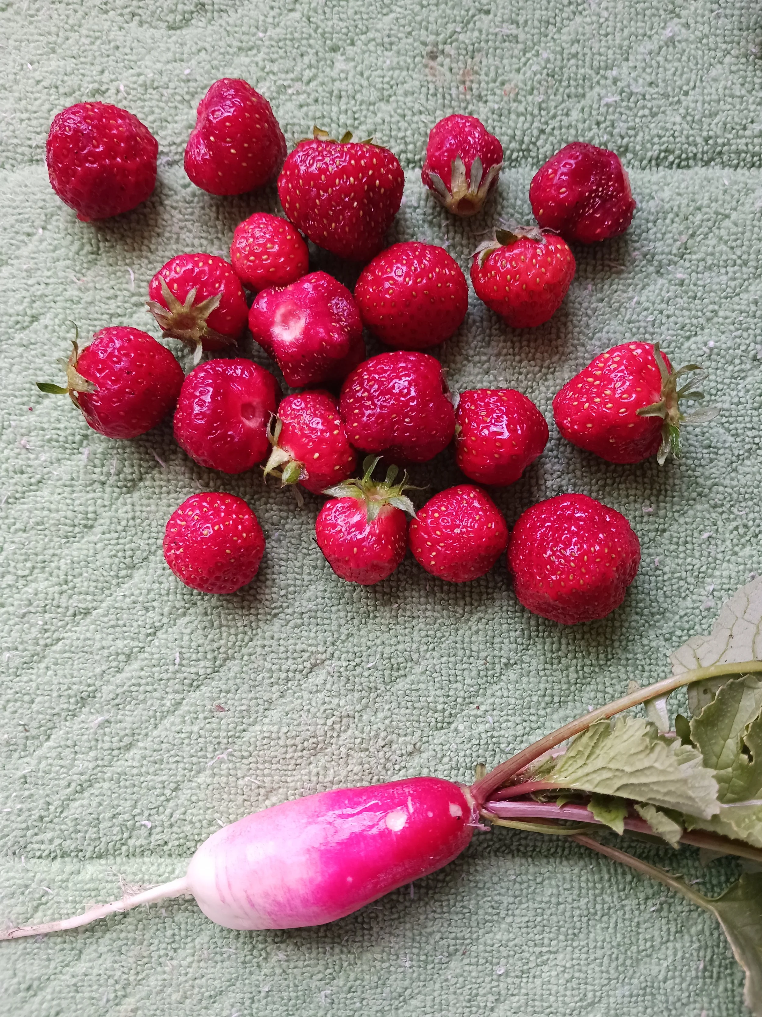 First spring harvest
