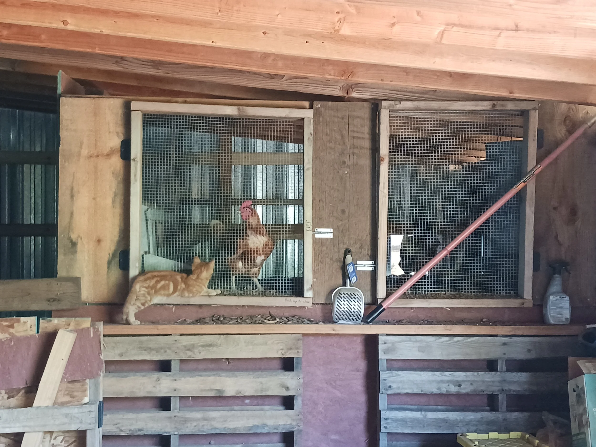 Howdy watching the hens