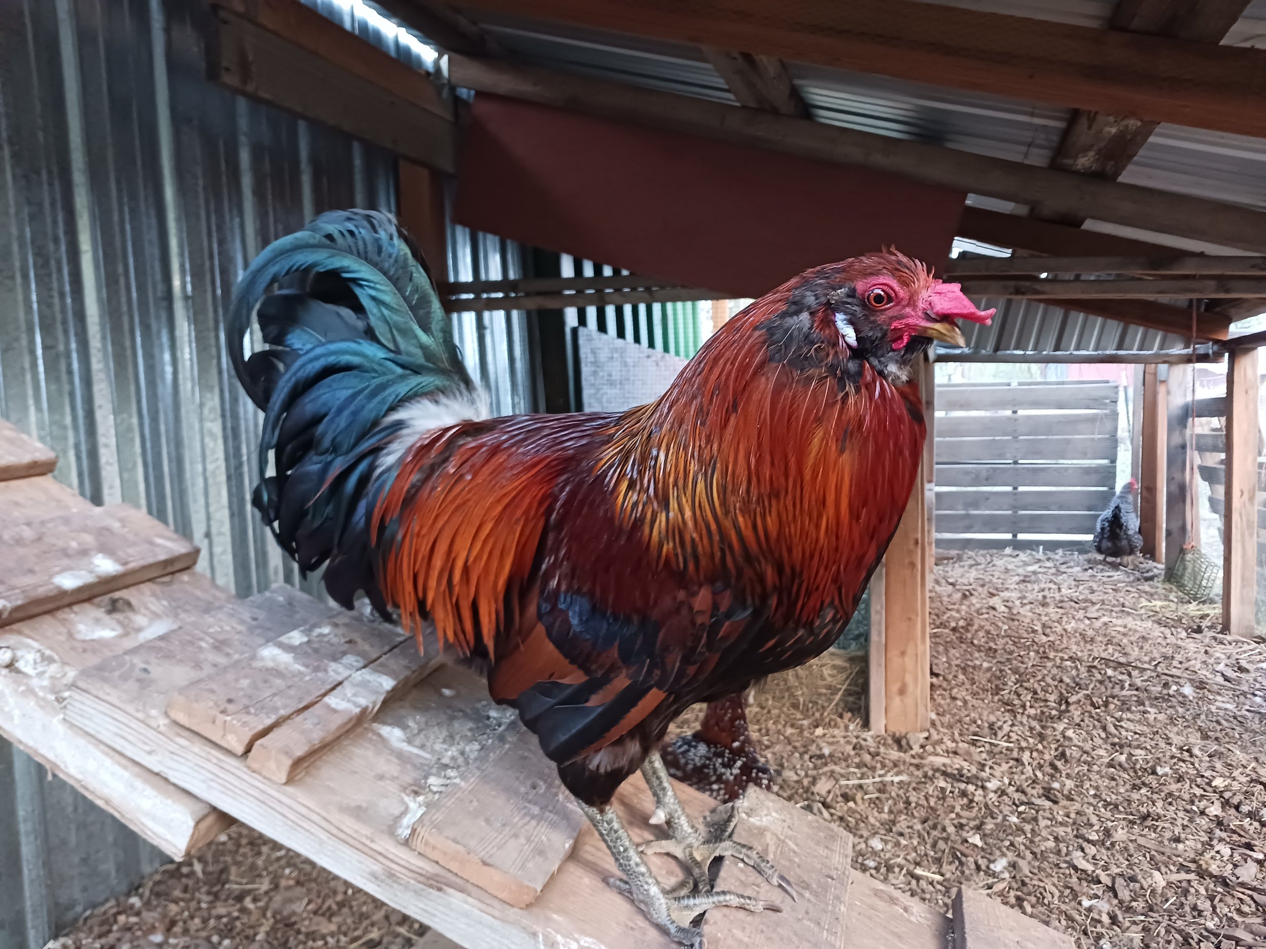 Humphrey - rooster