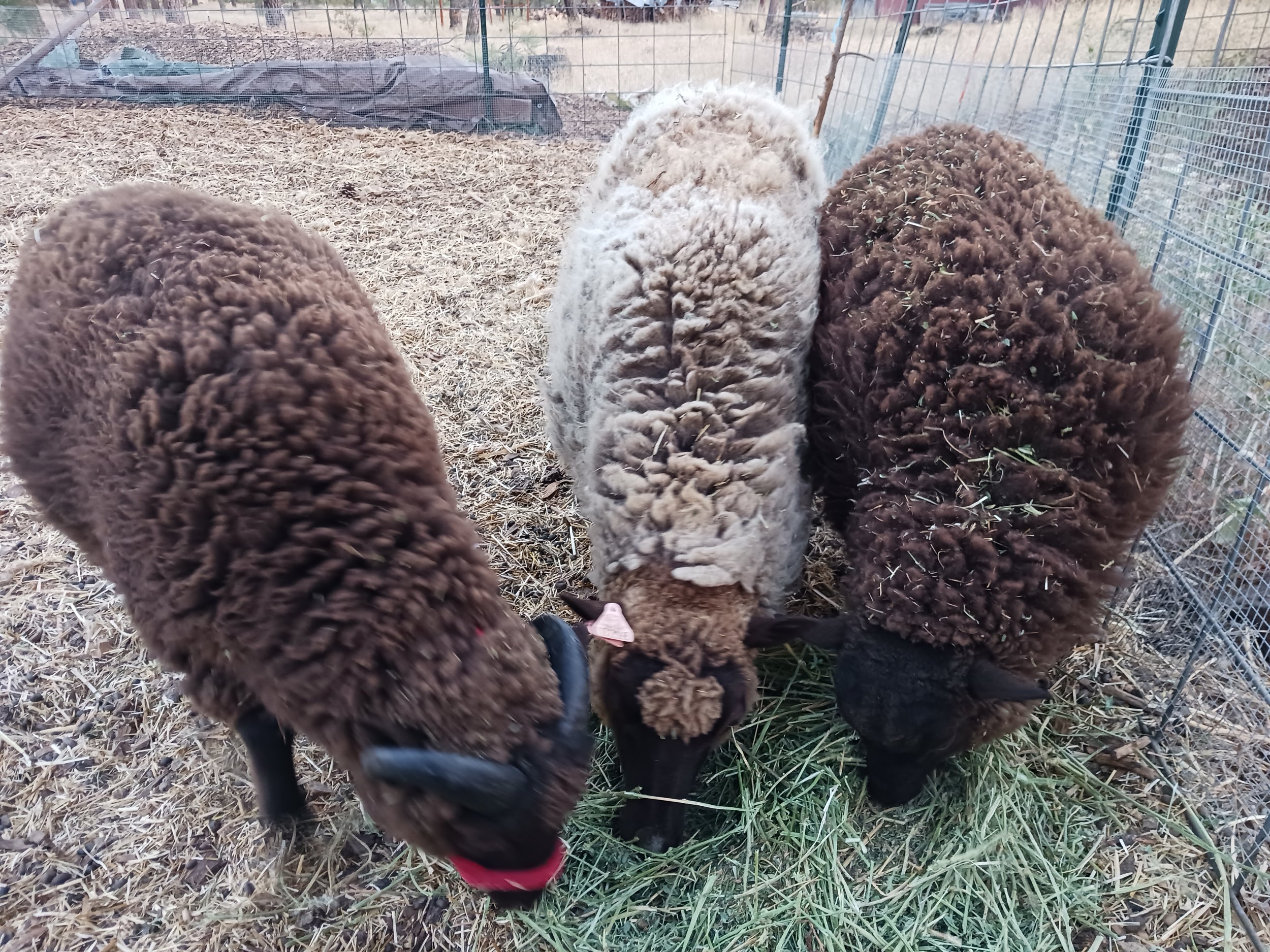 Amy and the twin lambs.