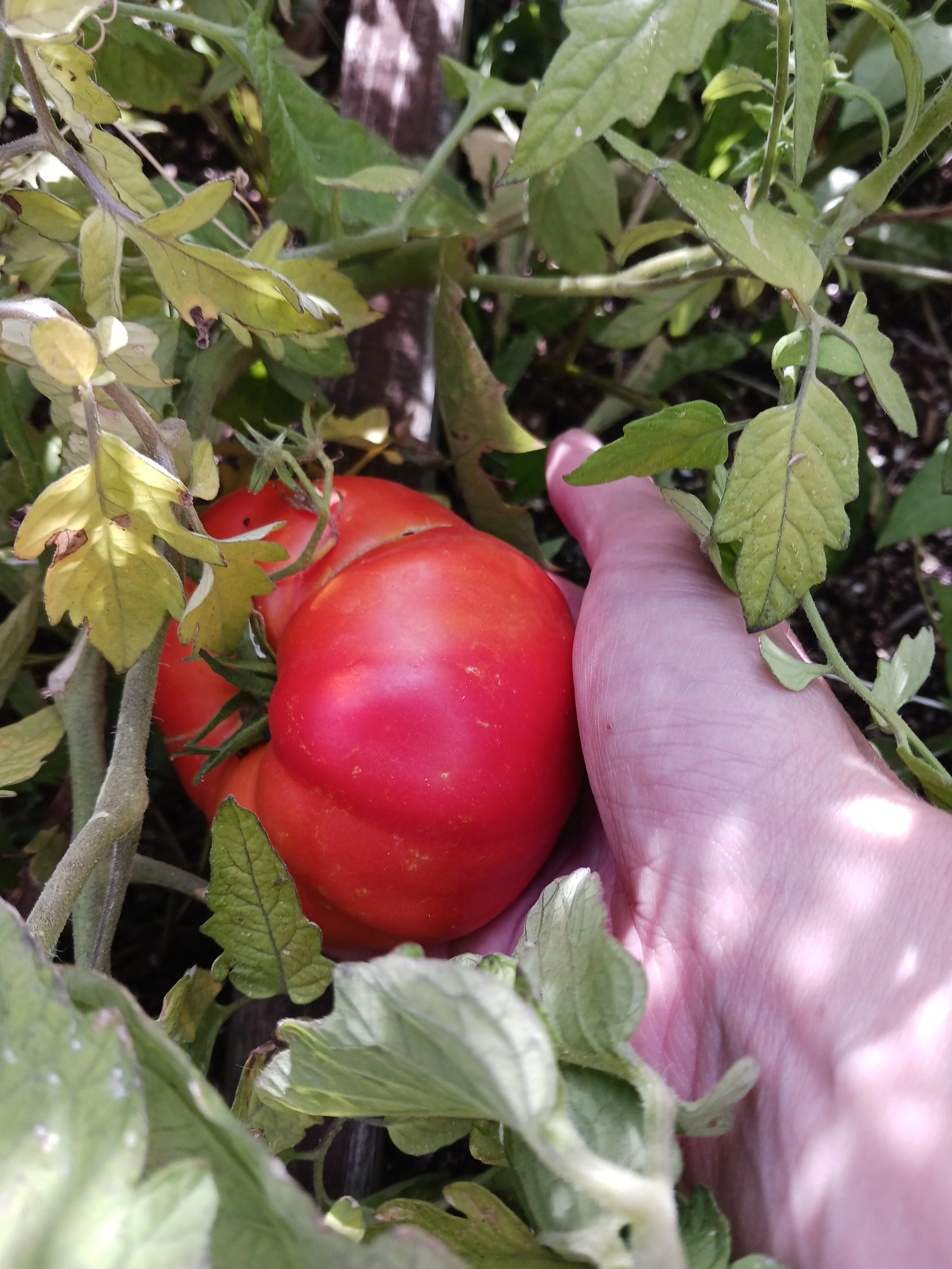 My first Boxcar Willie tomato.