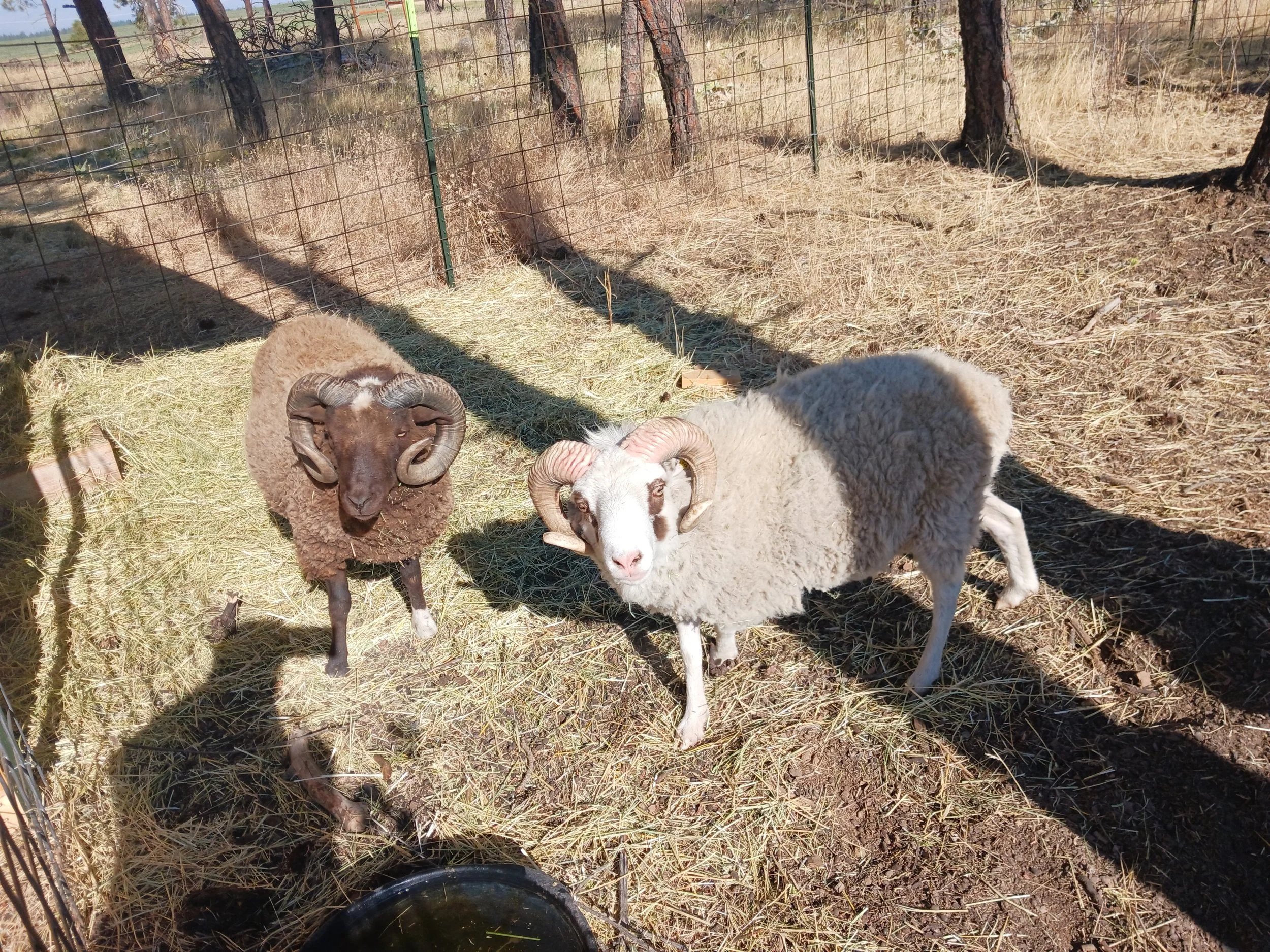 The rams - Bentley and Tumble