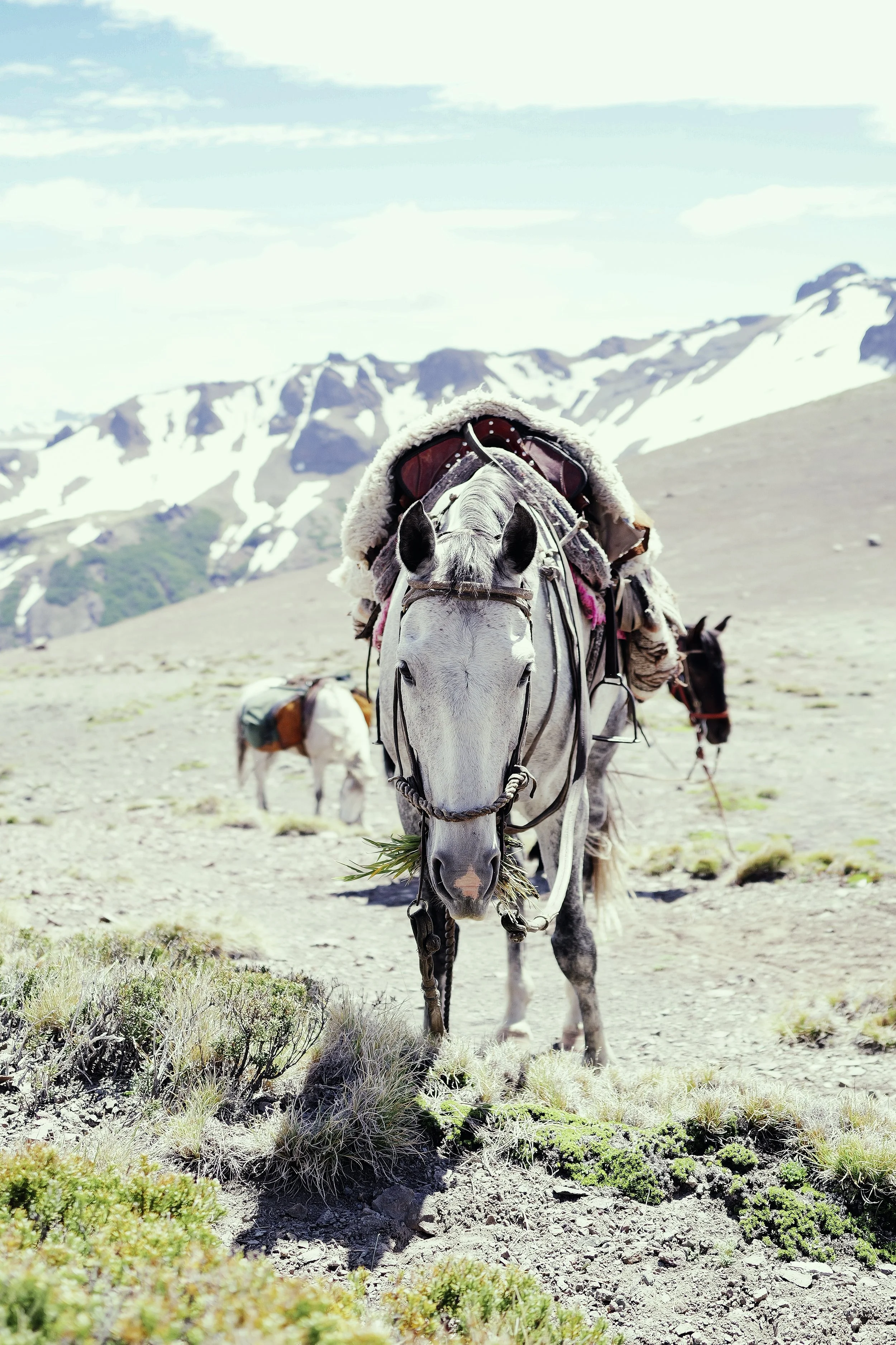 A saddled horse resting in the mountains of Patagonia, Argentina.
