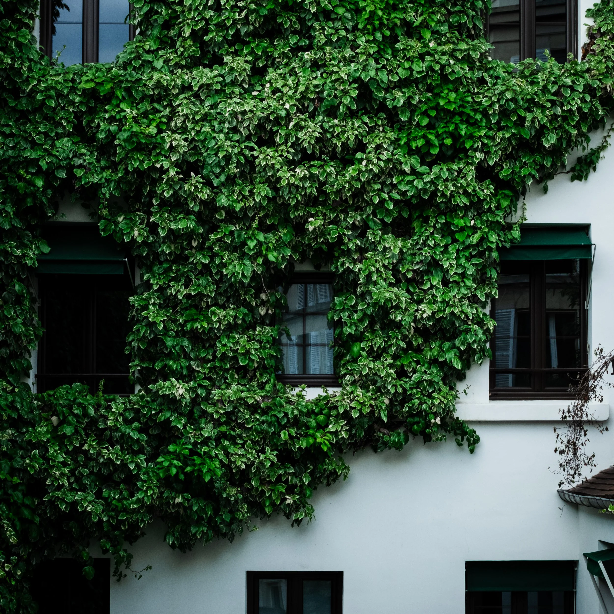 A building with a facade covered in lush green ivy plants, with several rectangular windows visible.