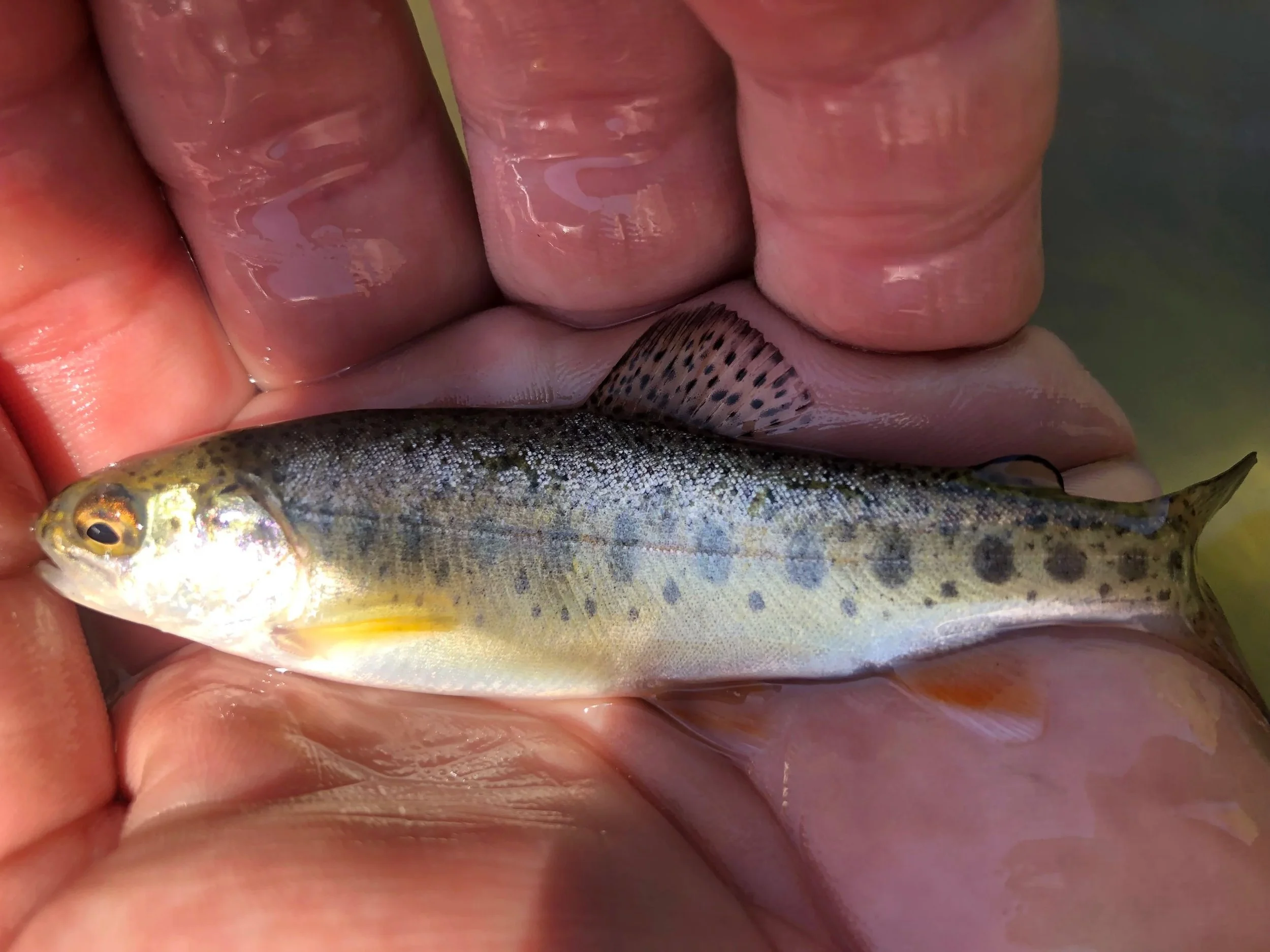 Close-up of a person's hand holding a fish with colorful scales, wet fingers, and a silver ring.