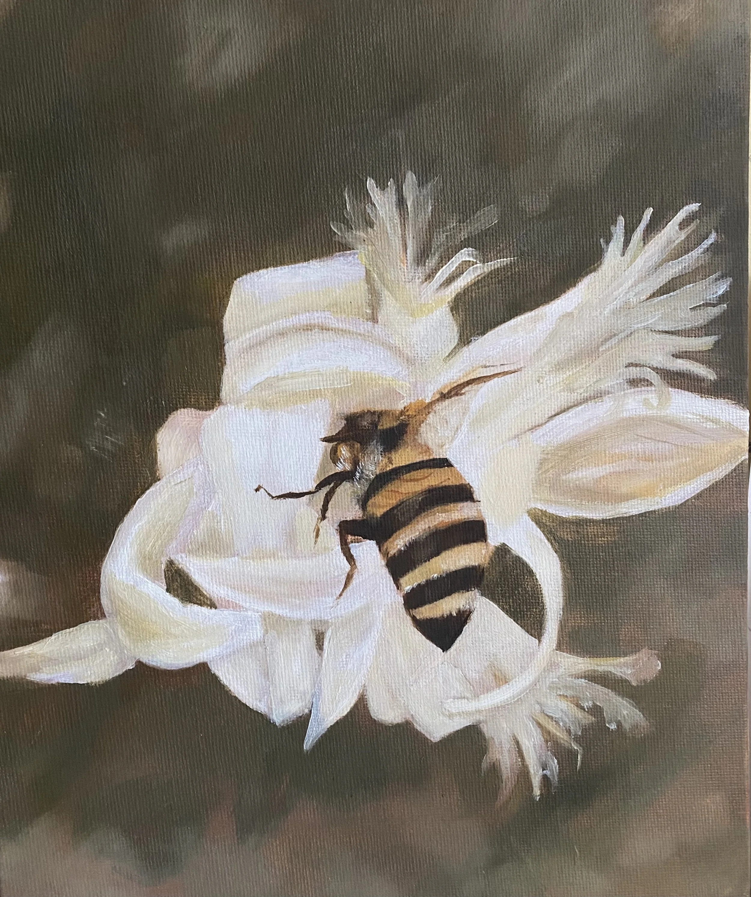 Bee in white flower.jpg