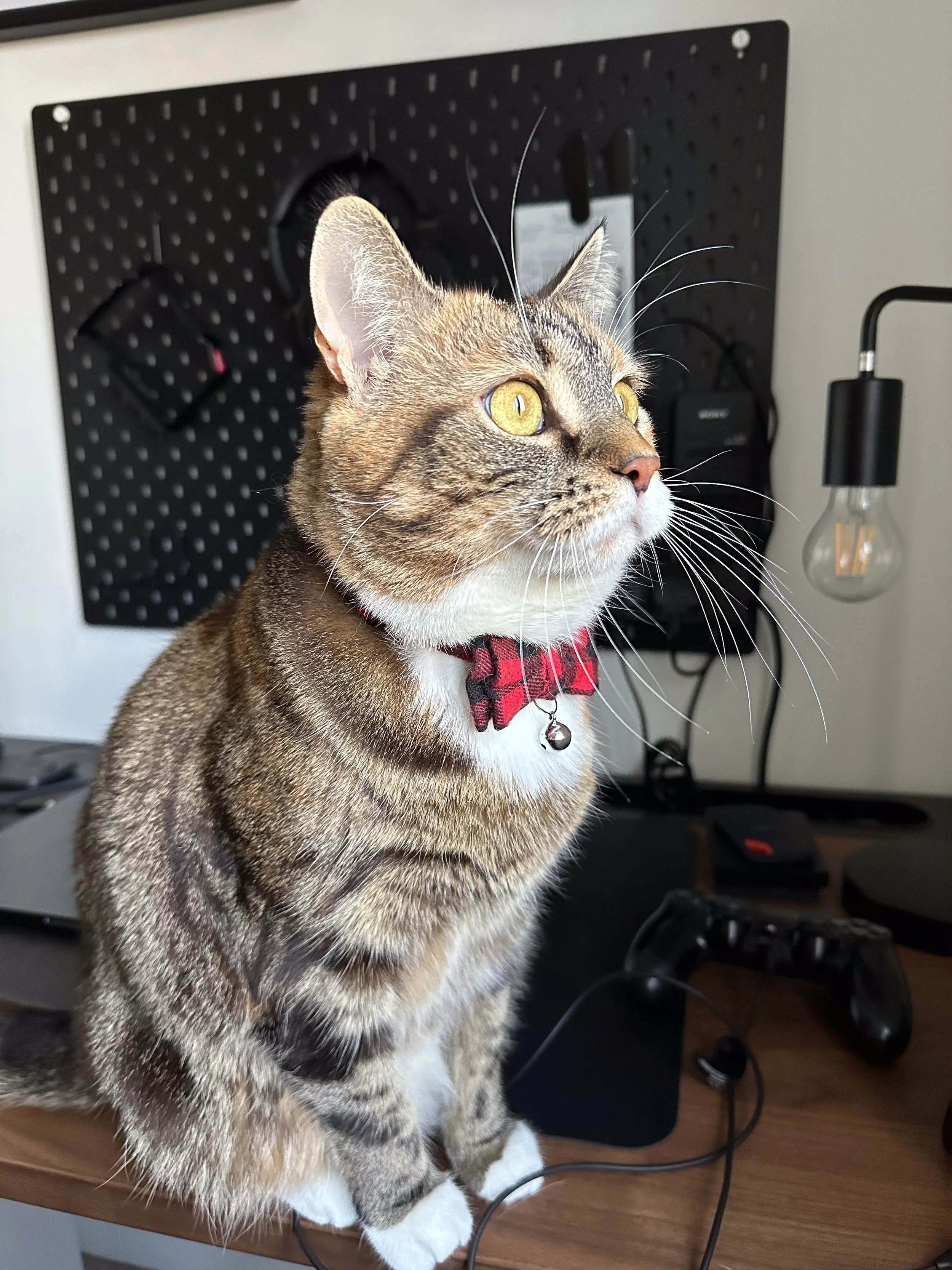 A tabby cat with a red collar and bell sitting on a wooden desk in front of a black pegboard with hooks and a black desk lamp, with electronic devices and cords around.