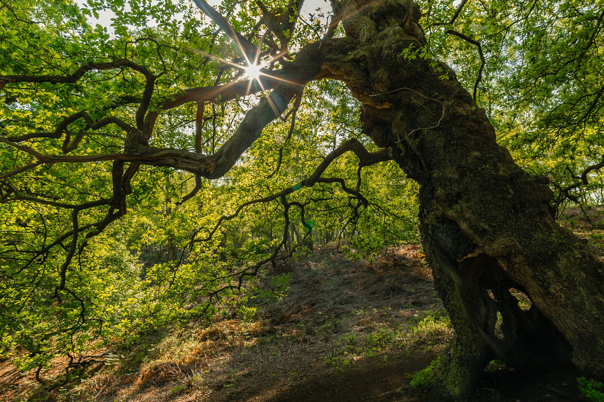 Cannock Chase Collection