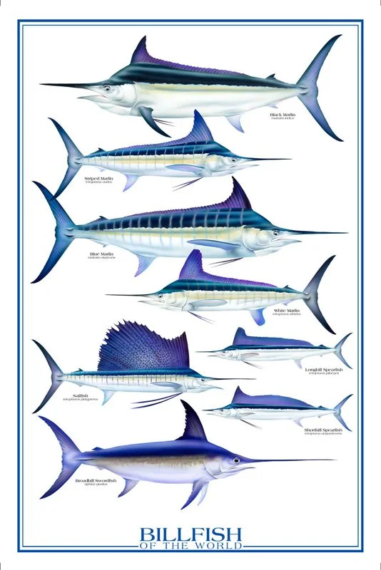 Billfish of the World