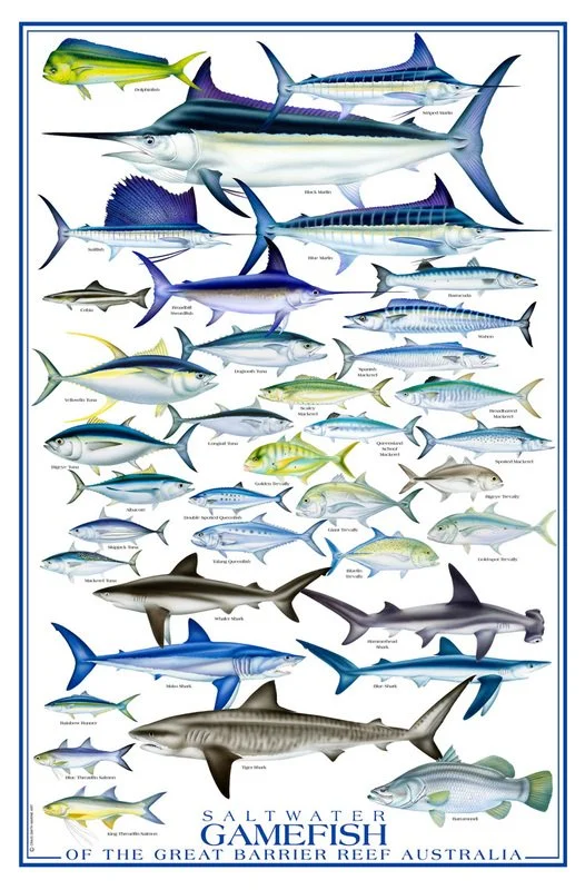 Saltwater Gamefish of the Great Barrier Reef
