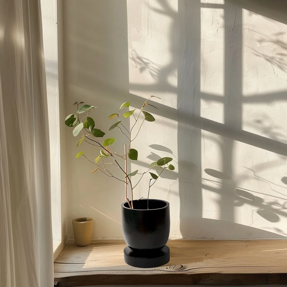 Sunlight casting shadows of a plant with green leaves in a black pot on a white wall.