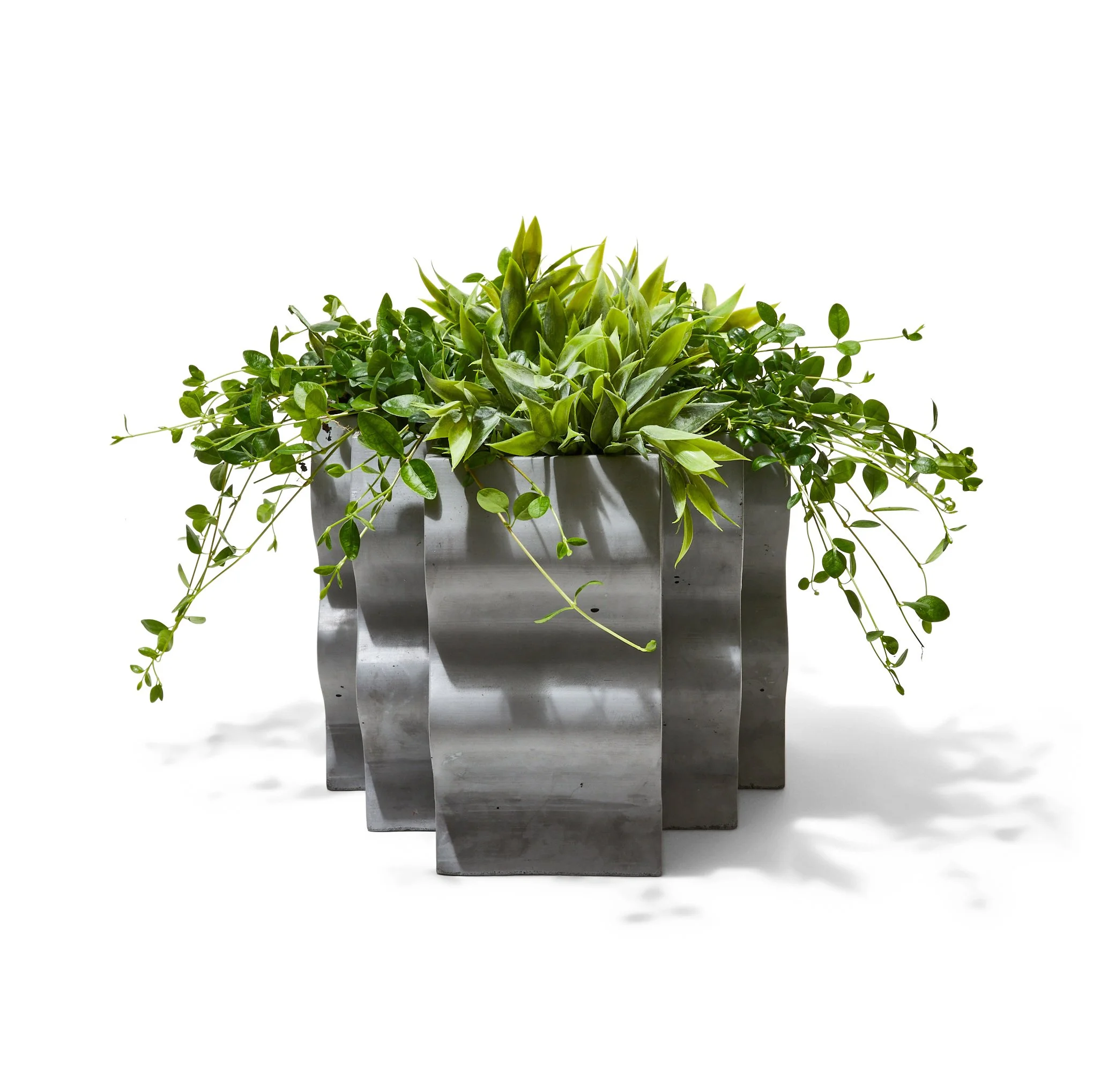 A potted green leafy plant with variegated leaves in a gray metallic rectangular container on a white background.