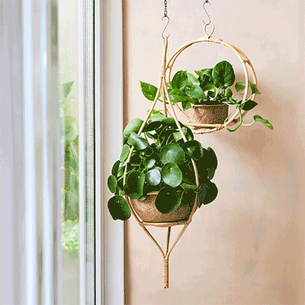 Hanging plant in a pot with green leaves near a window