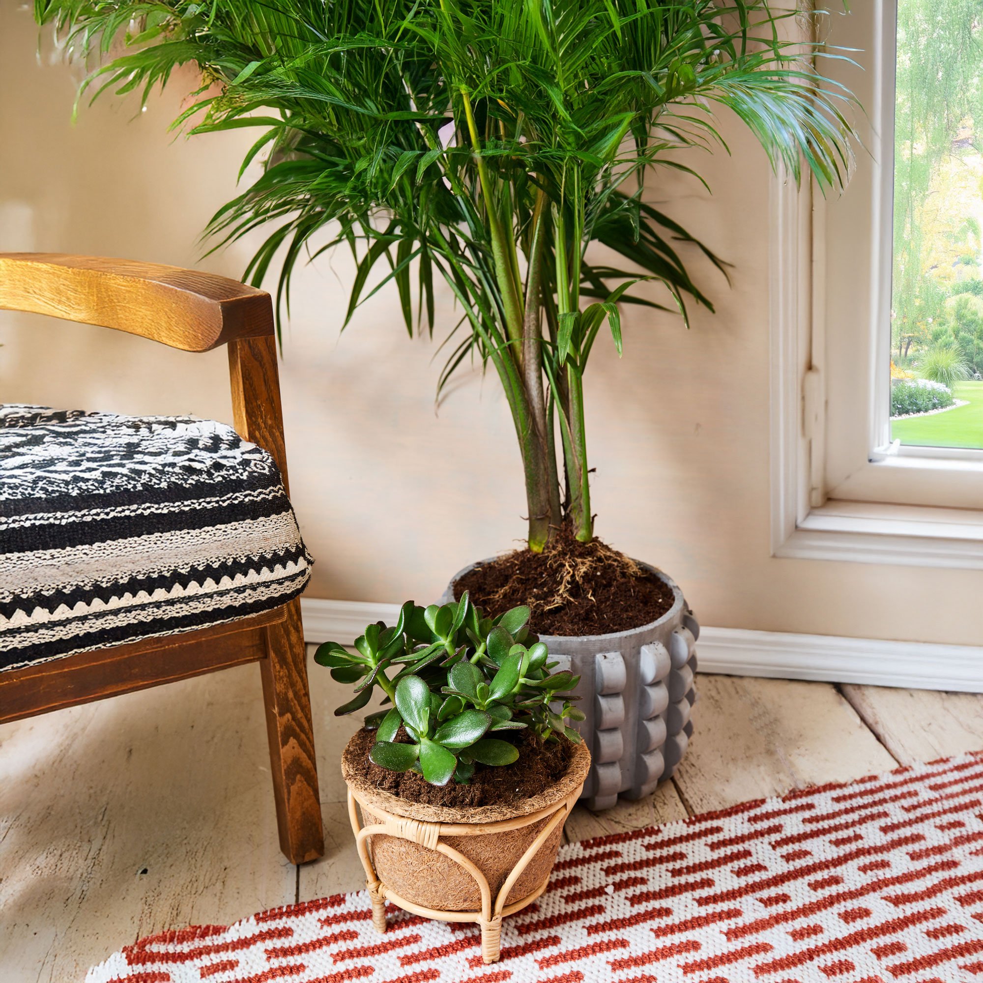 Indoor potted plant near a window with a beige wall and a wooden chair with a patterned cushion, on a white and red rug.