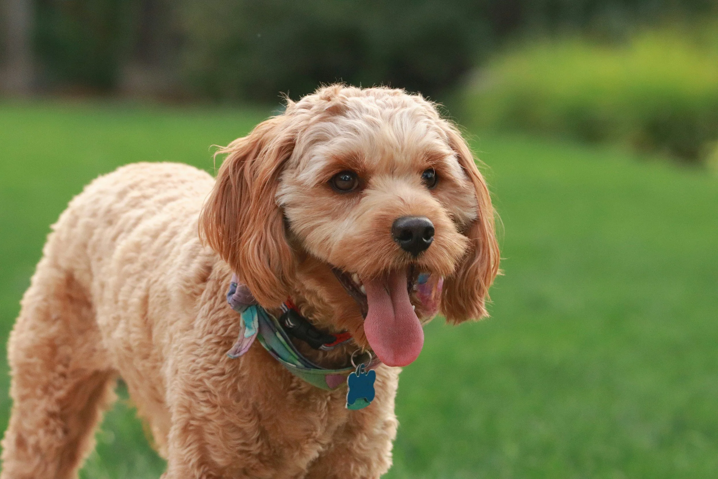 happy-doodle-after-training-session-with-dog-trainer-in-Chesterton-Indiana