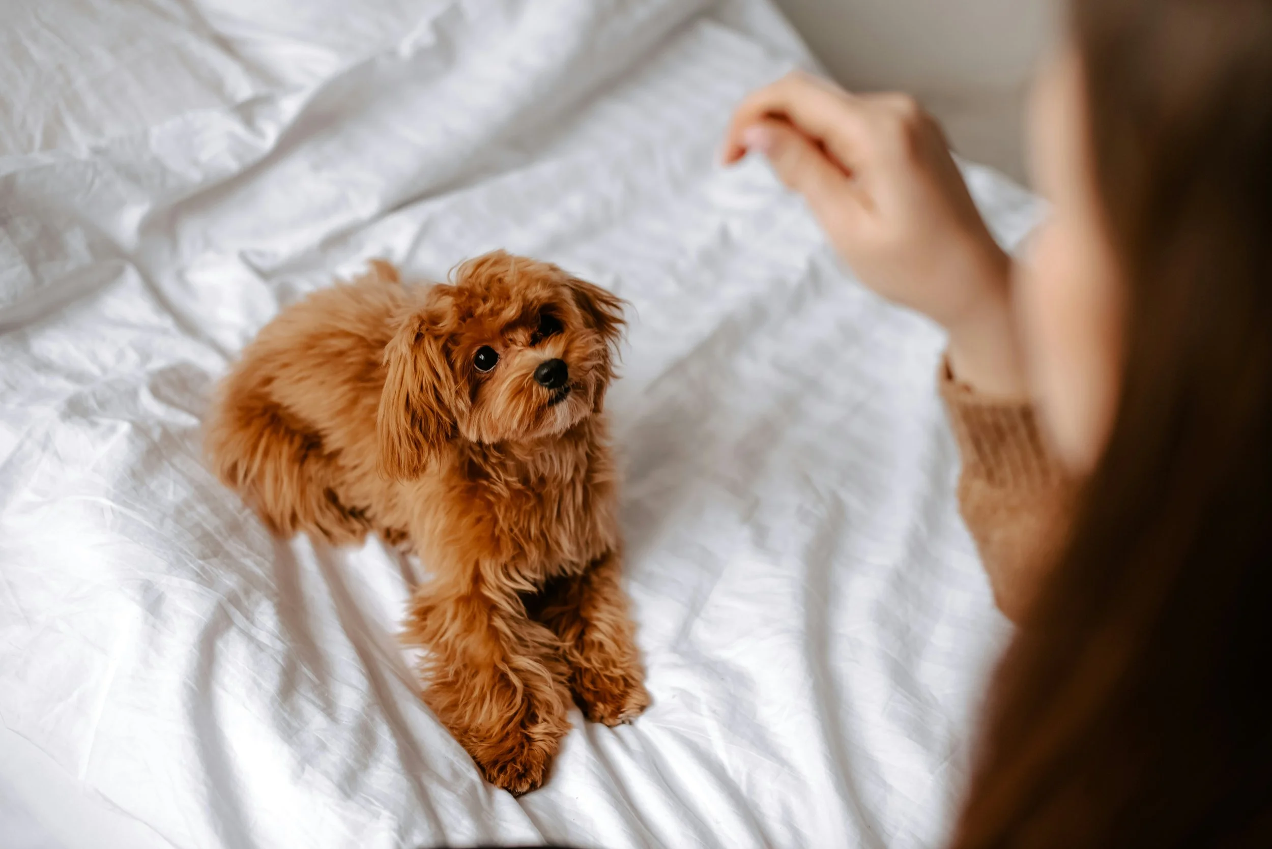 a doodle puppy getting trained in her home