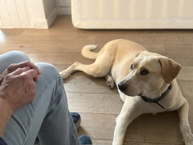 Bobbilynn dog trainer training philosophy positive reinforcement