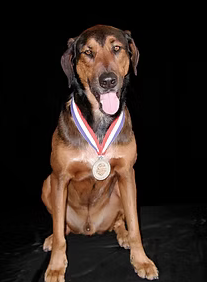 Tribute to Tomi search and rescue 9-11 K9