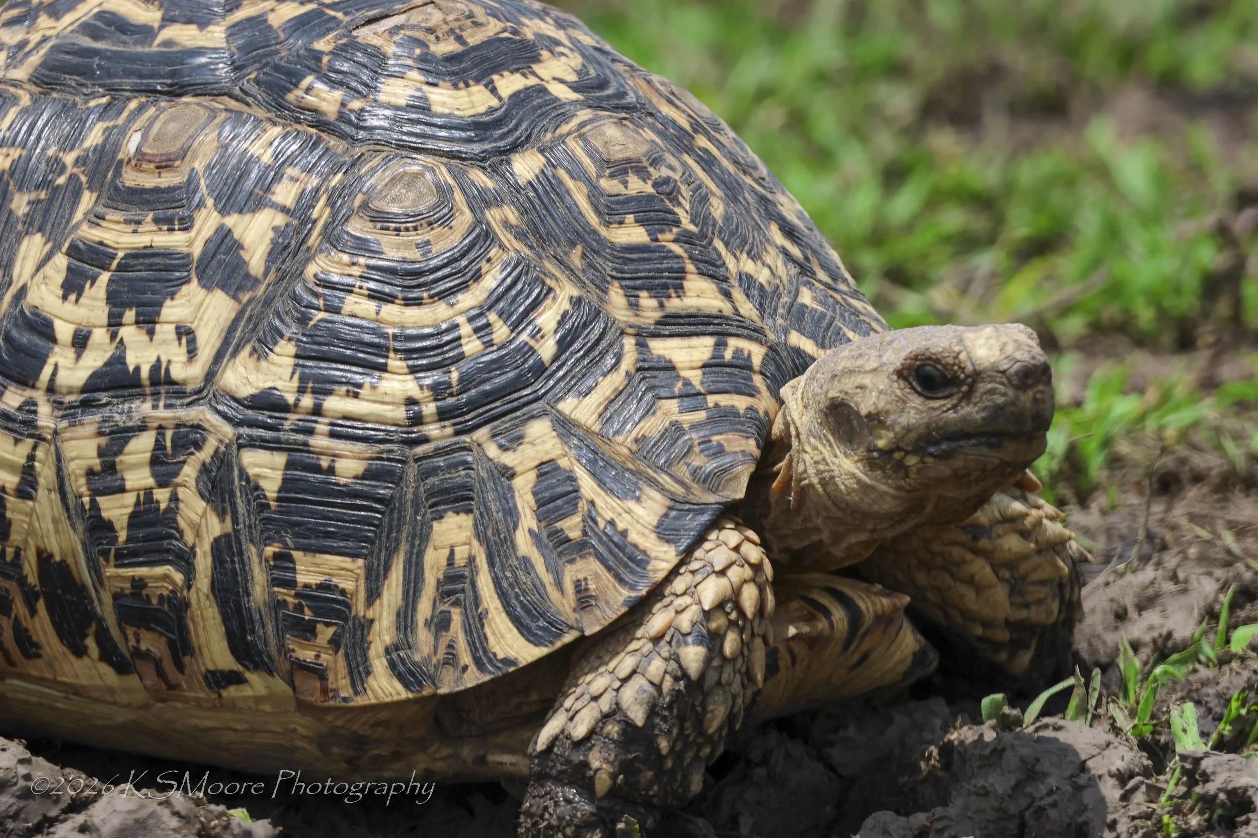 Leopard tortoise close up in the morning sunlight