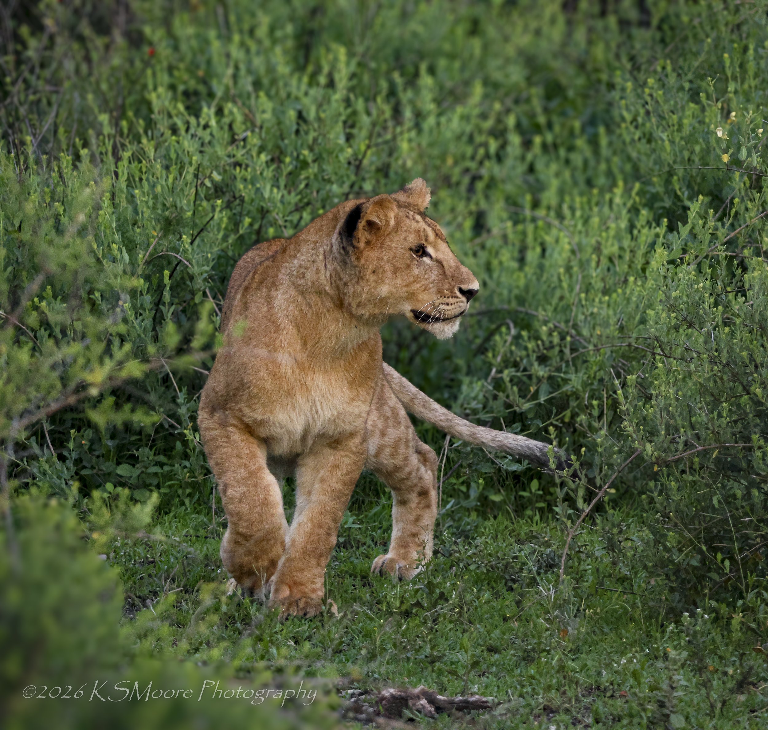 Playful lioness cub in the green season foliage