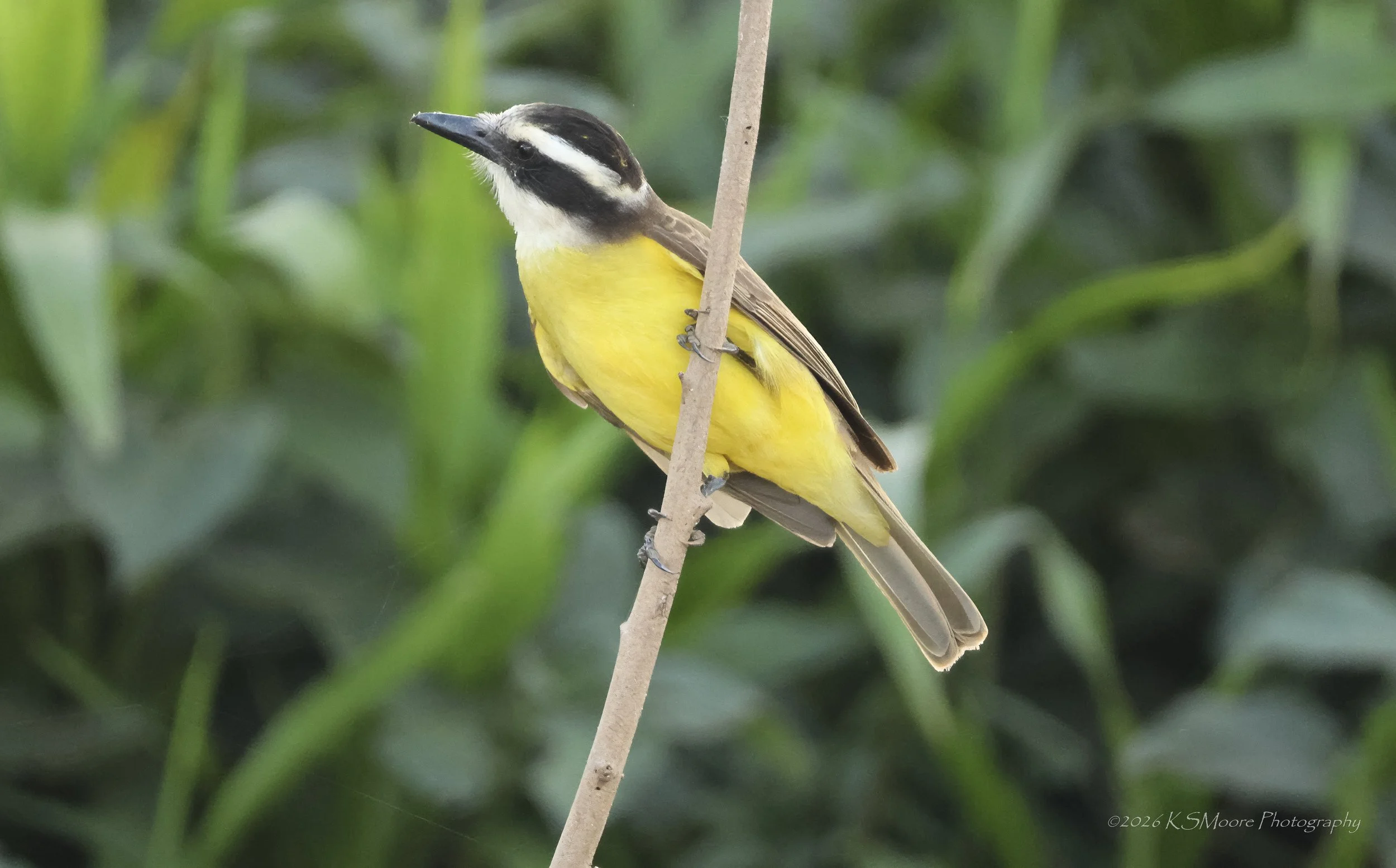 A small yellow and black bird perched on a thin vertical branch, with a background of green foliage.