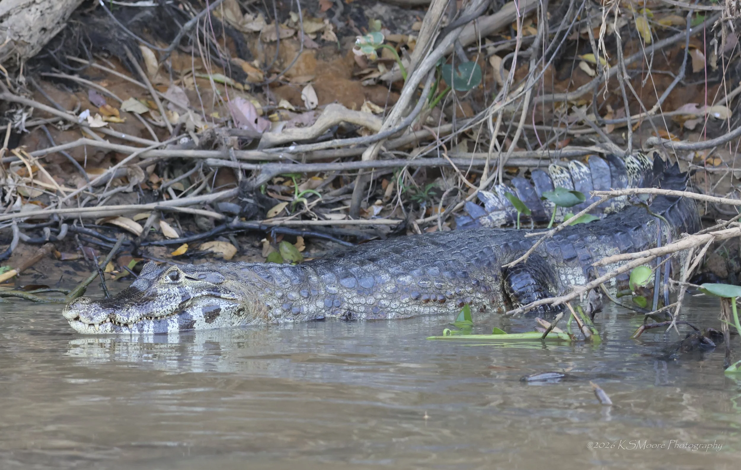 A crocodile lying in shallow water near the bank covered with fallen leaves and twigs.