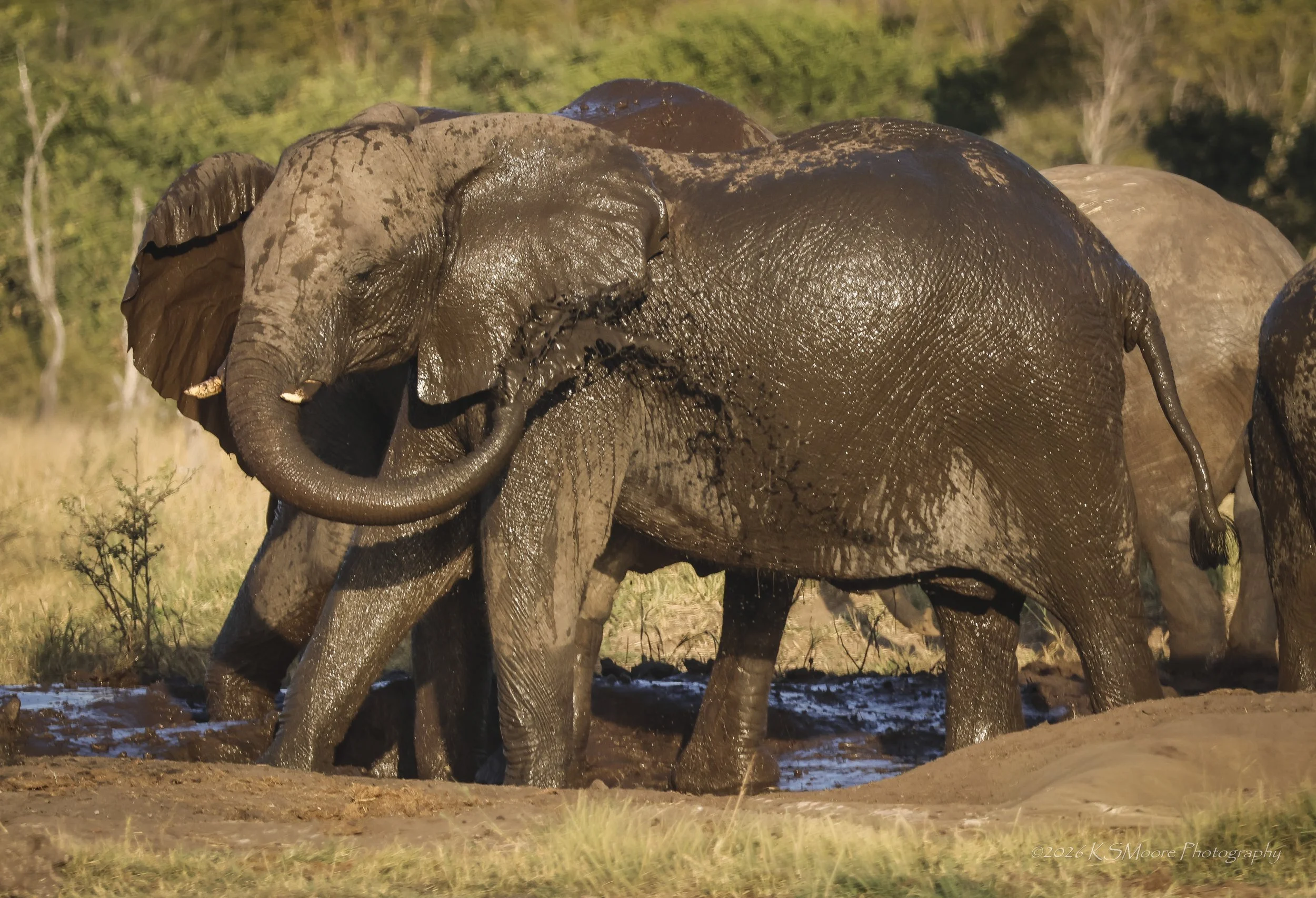 An elephant family herd mud bath in the golden glow on Zimbabwe