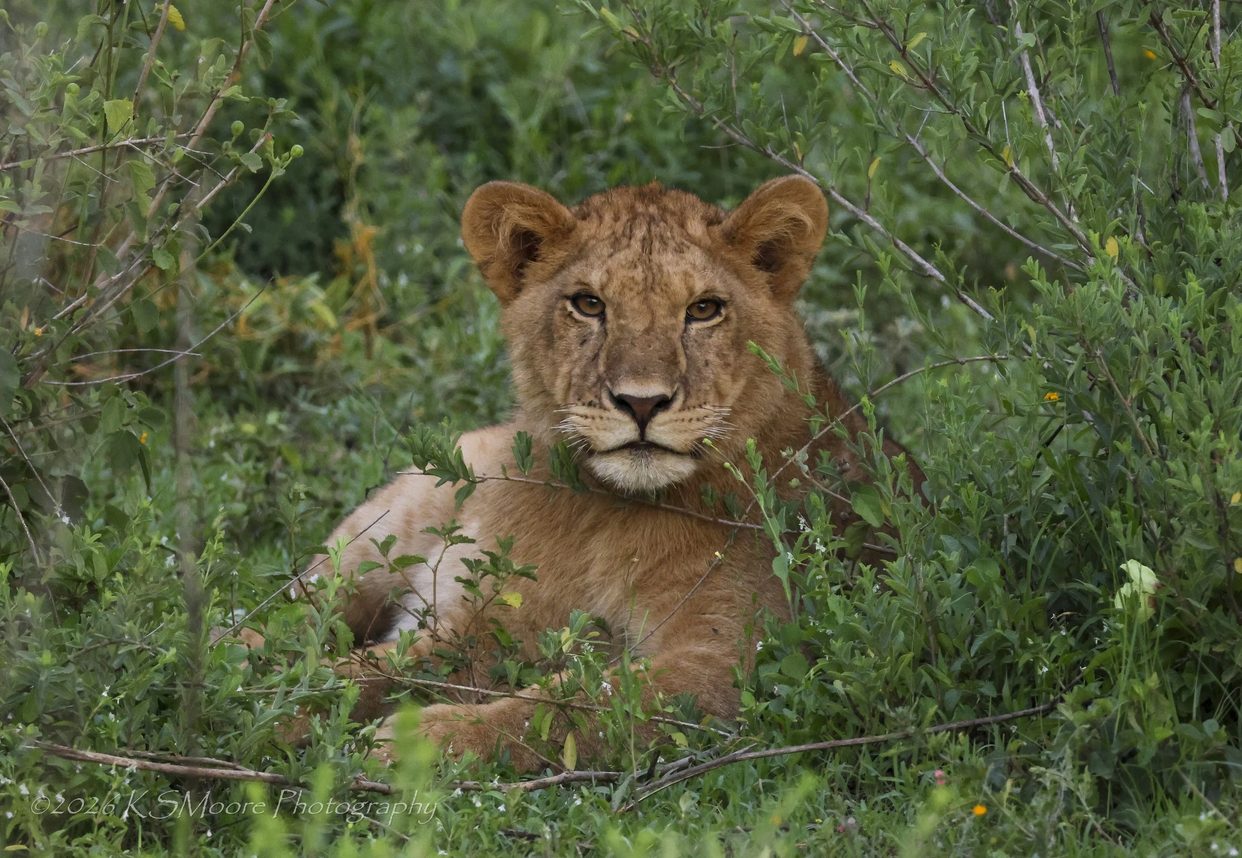 Tanzania green season lioness resting in the deep foliage