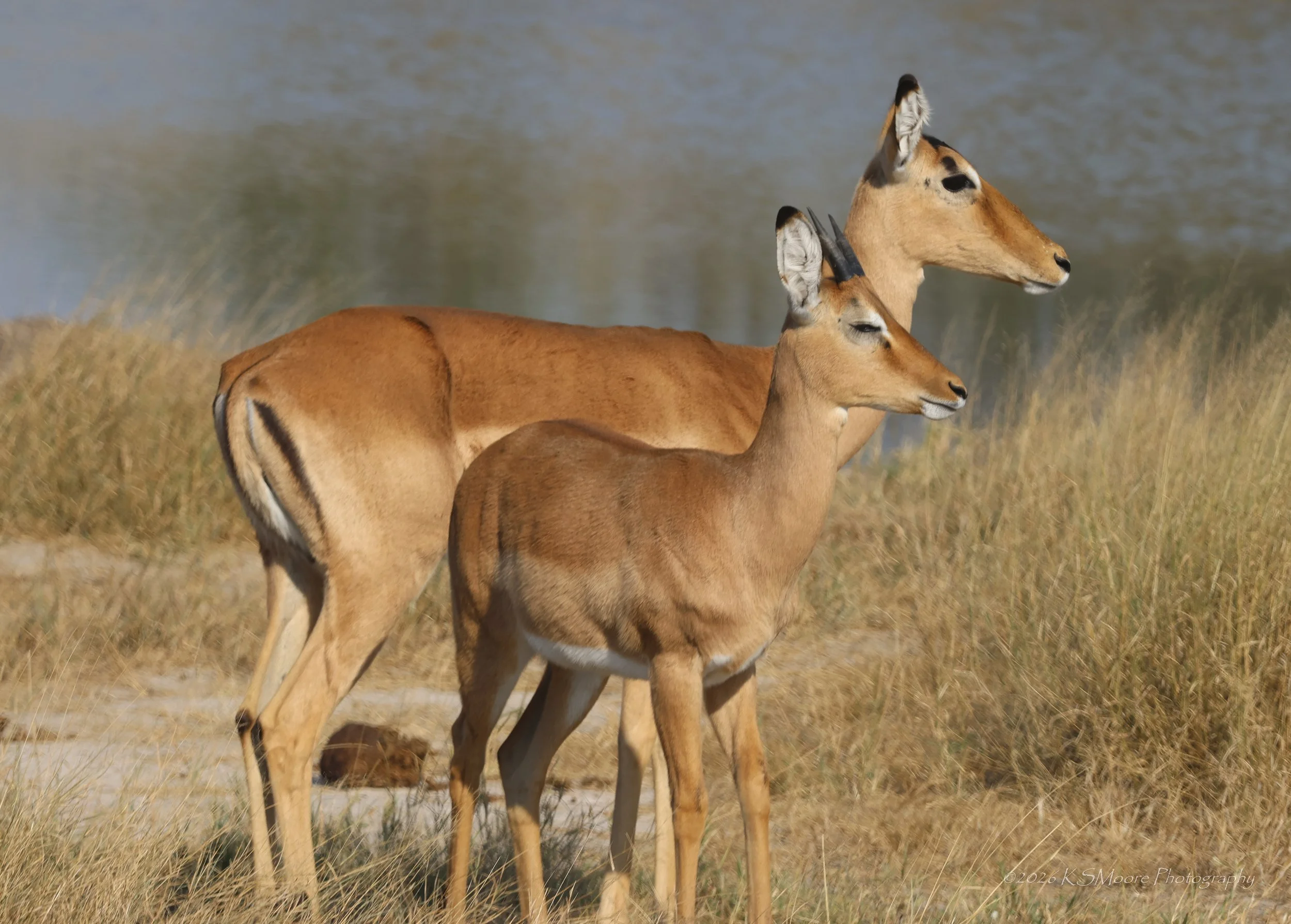 Mother and young impala warming in the morning sun in Zimbabwe