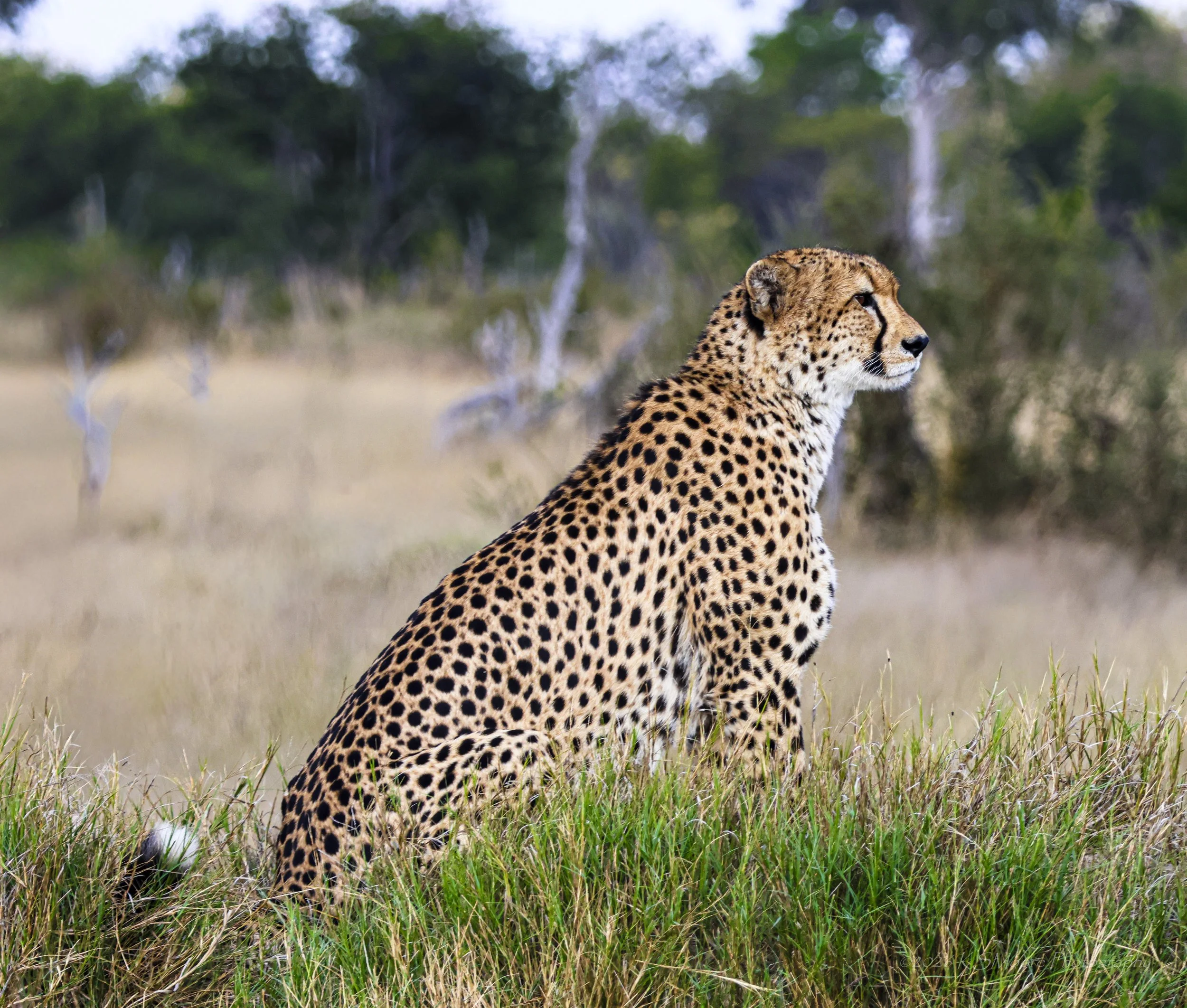 Cheetah calmly gazing for opportunities in Zimbabwe