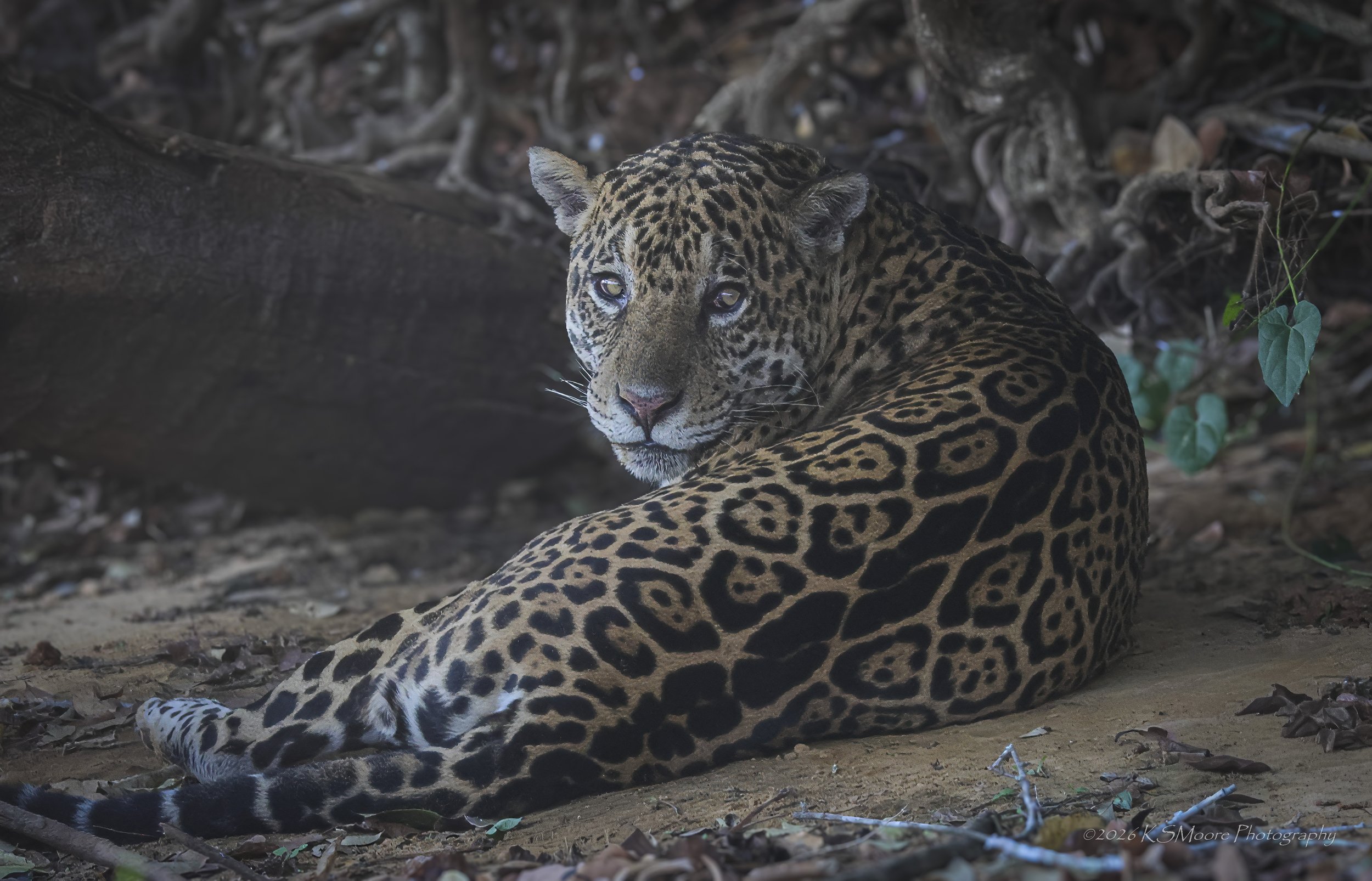 A jaguar lying on the ground in a riverbank setting, with a dark background and some green leaves visible on the right side.