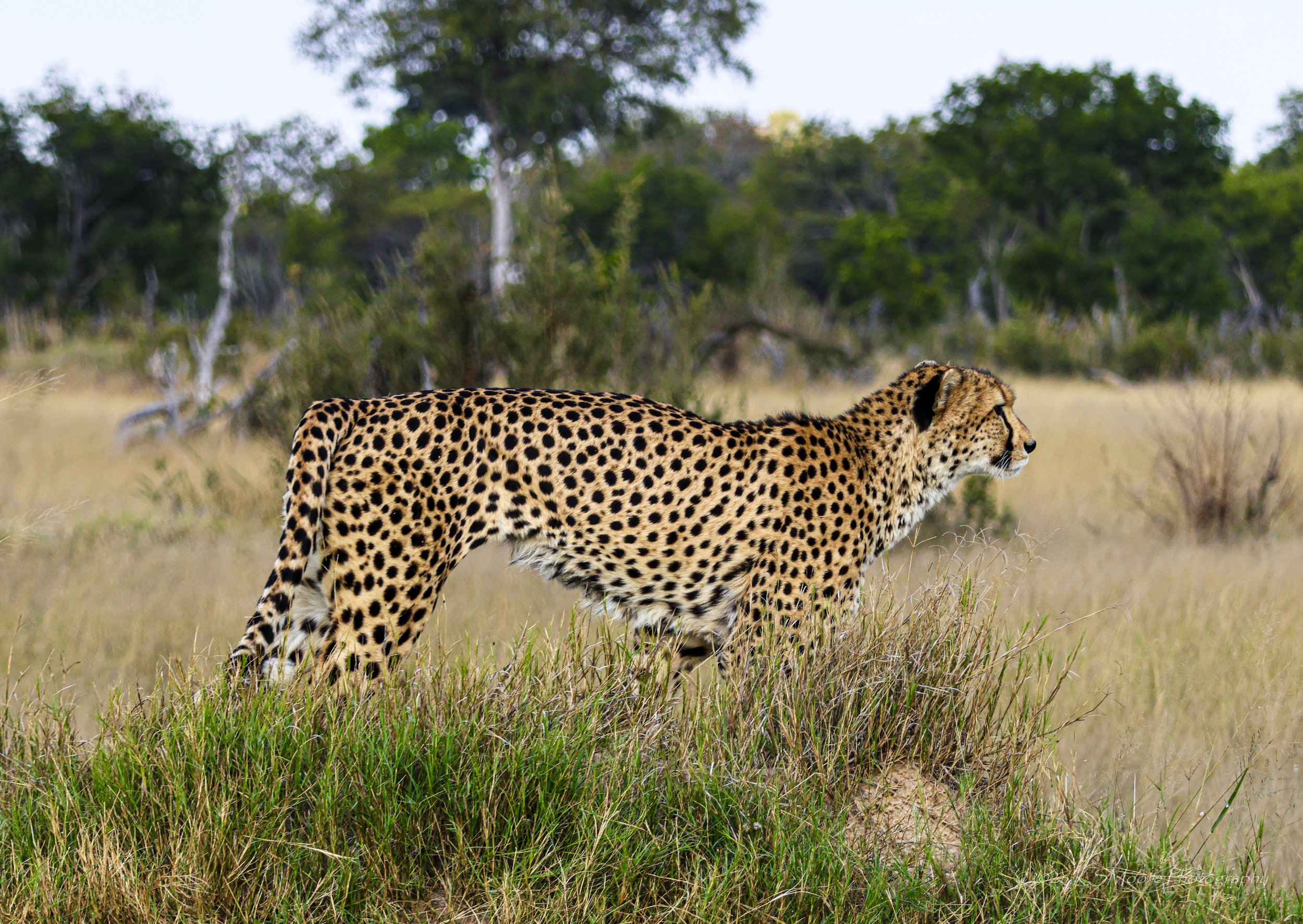 To go or wait... a young male cheetah patiently watching