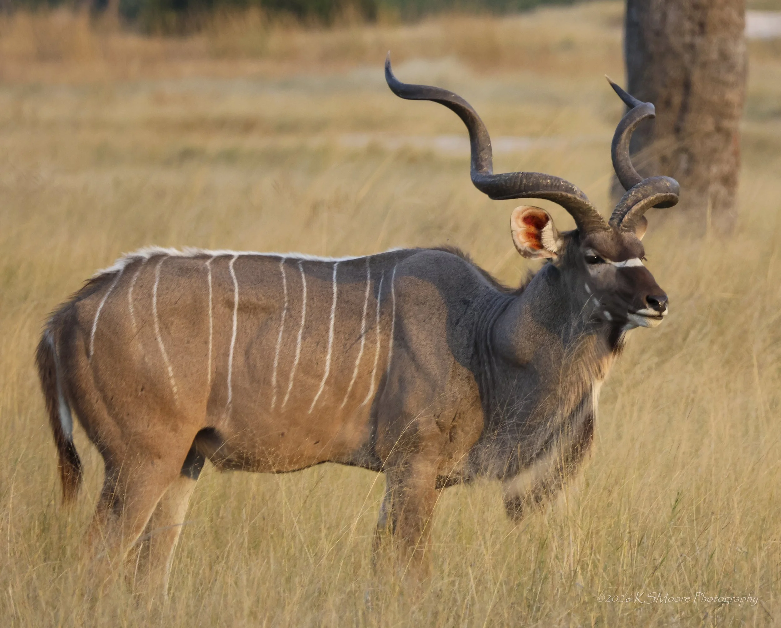 Golden hour glow of a magnificent male kudu standing in the long grasses of Zimbabwe