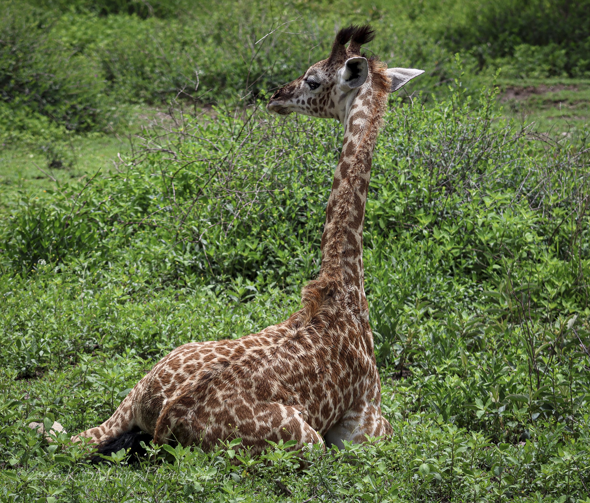 Young giraffe only two months old resting in the green season foliage